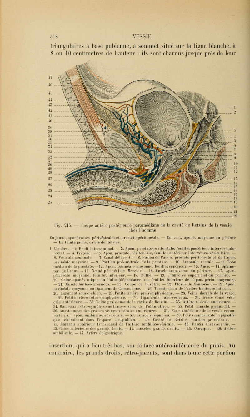 triangulaires à base pubienne, à sommet situé sur la ligne blanche, à 8 ou 10 centimètres de hauteur : ils sont charnus jusque près de leur Fis. 215. — C )iipo antéro-postérieure paramédiane de la cavité de Retzius de la vessie chez l'homme. En •t, aponé. moyenne du périnée En jaune, aponévroses périvésicales et prostato-péritonéale. — En teinté jaune, cavité de Retzius. 1. Uretère. —2. Repli interséminal. — 3. Apon. prostato-péritonéale, feuillet postérieur intervésiculo- rectal. — 4. Trigonc. — 5. Apon. prostato-péritonéale, feuillet antérieur intervésico-vésiculaire. — 6. Vésicule séminale. — 7. Canal déférent. — 8. Fusion de l'apon. prostato-péritonéale et de l'apon. périnéale moyenne. — 9. Portion pré-uré traie delà prostate. —10. Ampoule rectale. — H. Lobe médian de la prostate.—12. Âpon. périnéale moyenne, feuillet supérieur. — 13. Anus. — 14. Sphinc- ter de l'anus. — 15. Nœud périnéal de Mercier.—16. Muscle transverse du périnée. — 17. Apon. périnéale moyenne, feuillet inférieur. — 18. Bulbe. — 19. Tranverse superficiel du périnée. — 20. Gaine aponévrotique du bulbe (dépendance du feuillet inférieur de l'apon. périn. moyenne). — 21. Muscle bulbo-caverneux.—22. Coupe de l'urètre. —25. Plexus de Santorini.— 24. Apon. périnéale moyenne ou ligament de Carcassonne. — 25. Terminaison de l'artère honteuse interne. — 20. Ligament sous-pubien. —27. Petite artère pré-symphysienne. — 28. Veine dorsale de la verge. — 29. Petite artère rétro-symphysienne. — ïO. Ligaments pubo-vésicaux. —51. Crosse veine vési- cale antérieure. — 52. Veine graisseuse de la cavité de Retzius. — 55. Artère vésicale antérieure.— 54. Rameaux rétro-symphysiens transversaux de l'obturatrice. — 55. Petit muscle pyramidal. — 36. Anasti ises des grosses veines vésicules antérieures. — 37. Face antérieure de la vessie recou- verte par l'apon. ombilico-prévéMCale. —58. Espace sus-pubien. — 39. iviils rameaux de l'épigastri- que cheminant dans l'espace sus-pubien. — 40. Cavité de Retzius, portion prévésicale. — il. Rameau antérieur transversal de l'artère ombilico-vésicale. — 42. Fascia transversalis. — 13. Gaine antérieure des grands droits. — 44. muscles grands droits. — 45. Ouraque. — 40. Artère ombilicale. — 17. Artère épigastrique. insertion, <|iii a lieu 1res bas, sur In face antéro-inférieure du pubis. Au contraire, les grands droits, rétro-jacents, sont dans toute celle portion