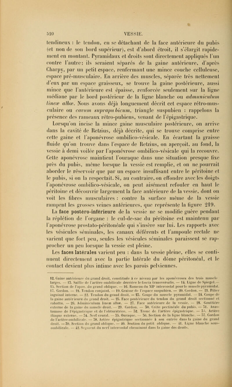 tendineux : le tendon, en se détachant de la face antérieure du pubis (et non de son bord supérieur), est d'abord étroit, il s'élargit rapide- ment en montant. Pyramidaux et droits sont directement appliqués l'un contre l'autre; ils seraient séparés de la gaine antérieure, d'après Charpy, par un petit espace, renfermant une mince couche celluleuse, espace pré-musculaire. En arrière des muscles, séparée très nettement d'eux par un espace graisseux, se trouve la gaine postérieure, aussi mince que l'antérieure est épaisse, renforcée seulement sur la ligne médiane par le bord postérieur de la ligne blanche ou admuniculum lineœ albœ. Nous avons déjà longuement décrit cet espace rétro-mus- culaire ou cavum suprapubicum, triangle suspubien : rappelons la présence des rameaux rétro-pubiens, venant de Tépigastrique. Lorsqu'on incise la mince gaine musculaire postérieure, on arrive dans la cavité de Retzius, déjà décrite, qui se trouve comprise entre cette gaine et l'aponévrose ombilico-vésicale. En écartant la graisse fluide qu'on trouve dans l'espace de Retzius, on aperçoit, au fond, la vessie à demi voilée par l'aponévrose ombilico-vésicale qui la recouvre. Cette aponévrose maintient l'ouraque dans une situation presque fixe près du pubis, môme lorsque la vessie est remplie, et on ne pourrait aborder le réservoir que par un espace insuffisant entre le péritoine et le pubis, si on la respectait. Si, au contraire, on effondre avec les doigts l'aponévrose ombilico-vésicale, on peut aisément refouler en haut le péritoine et découvrir largement la face antérieure de la vessie, dont on voit les fibres musculaires : contre la surface même de la vessie rampent les grosses veines antérieures, que représente la ligure 249. La face postéro-inférieure de la vessie ne se modifie guère pendant la réplétion de l'organe : le cul-de-sac du péritoine est maintenu par l'aponévrose prostato-péritonéale qui s'insère sur lui. Les rapports avec les vésicules séminales, les canaux déférents et l'ampoule rectale ne varient que fort peu, seules les vésicules séminales paraissent se rap- procher un peu lorsque la vessie est pleine. Les faces latérales varient peu : dans la vessie pleine, elles se conti- nuent directement avec la partie latérale du dôme péritonéal, et le contact devient pins intime avec les parois pelviennes. 12. Gaine antérieure du grand droit, constiluée à ce niveau par les aponévroses des trois muscle larges. lô. Sailli-' de l'artère ombilicale derrière le t'ascia transversa lis. — 14. Ligne de Spiegel.— 15. Section de l'apon. du grand oblique. — 16. Rameau du XII8 intercostal pour le muscle pyramidal. 17. Cordon.— 18. Tendon conjoint. —19. Graisse de l'espace suspubien. — 20. Cordon. — 21. Pilier inguinal interne. — 22. Tendon du grand droit.—23. Coupe du muscle pyramidal. —24. Coupe de la gaine antérieure du grand droit. — 25. Face postérieure du tendon du grand droit sectionné el rabattu. — 26. Adminiculum lineœ albœ. — 27. Face antérieure de la vessie. — 28. Gouttière externe de la gaine du muscle droit. — 29. Cordon. — 30. Crète pectinéale du pubis.— 51. Anas- tomose de ('épigastrique el de l'obturatrice. r.2. Troue do l'artère épigastrique. — 5>. Artère iliaque externe. — r.i. Nerf crural. >*>. Ouraque. 56. Section de la ligne blanche. — r>7. Cordon de l'artère ombilicale. — 58. Artère épigastrique sectionnée à son entrée dans la gaine du grand droit. — 39. Section du grand oblique. — 40. Section du petit oblique. — il. Ligne blanche sous- ombilicale. — \i. Sey ni du nerf intercostal cheminanl dans la gaine des droits.