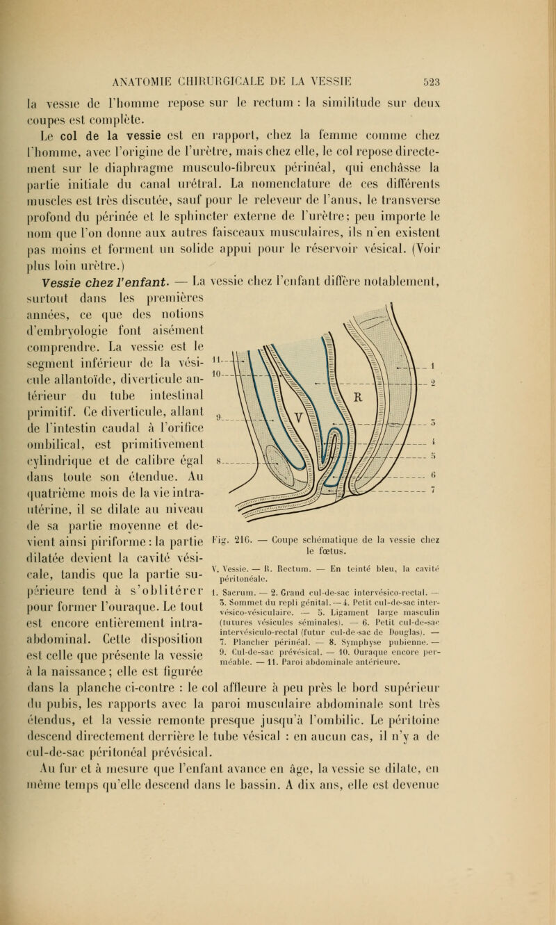 la vessie de l'homme repose sur le rectum : la similitude sur deux coupes est complète. Le col de la vessie est en rapport, chez la femme comme chez l'homme, avec l'origine de l'urètre, mais chez elle, le col repose directe- ment sur le diaphragme musculo-fibreux périnéal, qui enchâsse la partie initiale du canal urétral. La nomenclature de ces différents muscles est très discutée, sauf pour le releveur de l'anus, le transverse profond du périnée et le sphincter externe de l'urètre; peu importe le nom que l'on donne aux autres faisceaux musculaires, ils n'en existent pas moins et forment un solide appui pour le réservoir vésical. (Voir plus loin urètre.) Vessie chez l'enfant. — La vessie chez l'enfant diffère notablement, surtout dans les premières années, ce que des notions d'embryologie font aisément comprendre. La vessie est le segment inférieur de la vési- cule allantoïde, diverticule an- térieur du tube intestinal primitif. Ce diverticule, allant de l'intestin caudal à l'orifice ombilical, est primitivement cylindrique et de calibre égal dans toute son étendue. Au quatrième mois de la vie intra- utérine, il se dilate au niveau de sa partie moyenne et de- vient ainsi piriforme : la partie Fio dilatée devient la cavité vési- cale, tandis que la partie su- périeure tend à s'oblitérer pour former l'ouraque. Le tout est encore entièrement intra- abdominal. Cette disposition est celle que présente la vessie à la naissance ; elle est figurée dans la planche ci-contre : le col affleure à peu près le bord supérieur du pubis, les rapports avec la paroi musculaire abdominale sont très étendus, et la vessie remonte presque jusqu'à l'ombilic. Le péritoine descend directement derrière le tube vésical : en aucun cas, il n'y a de cul-de-sac péritonéal prévésical. Au fur et à mesure que l'enfant avance en âge, la vessie se dilate, en même temps qu'elle descend dans le bassin. A dix ans, elle est devenue 216. Coupe schématique de la vessie chez le fœtus. En teinté bleu, la cavité V. Vessie. — I?. Rectum, péritonéale. 1. Sacrum. — 2. Grand cul-de-sac intervésico-rectal. — 3. Sommet du repli génital. — 4. Petit cul-de-sac inter- vésico-vésiculaire. — o. Ligament large masculin (tutures vésicules séminales). — 6. Petit cul-de-sac intervésiculo-rectal (futur cul-de-sac de Douglas). — 7. Plancher périnéal. — 8. Symphyse pubienne. — 9. Cul-de-sac prévésical. — 10. Ouraque encore per- méable. — 11. Paroi abdominale antérieure.