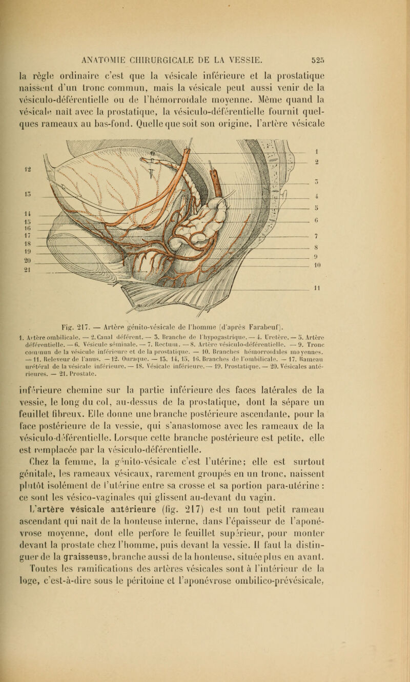 la règle ordinaire c'est que la vésieale inférieure et la prostatique naissent d'un tronc commun, mais la vésieale peut aussi venir de la vésiculo-déférentielle ou de l'iiémorroidale moyenne. Même quand la vésieale naît avec la prostatique, la vésiculo-déférentielle fournit quel- ques rameaux au bas-fond. Quelle que soit son origine, l'artère vésieale Fig. 217. — Artère génito-vésicale de l'homme (d'après Farabeuf). 1. Ai tère ombilicale. — 2. Canal déférent.— 3. Branche de 1 hypog-astrique.— 4. Uretère. — 5. Artère dét'érentielle. — fi. Vésicule séminale. — 7. Rectum. — 8. Artère vésiculo-déférentielle. —9. Tronc commun de la vésicule inférieure et de la prostatique. — 10. Branches hémorroid;îles moyennes. —11. Releveur de l'anus. —12. Ouraque. — 13, 14, 15, lfi. Branches de l'ombilicale. — 17. Hameau urétéral de la vésieale inférieure. — 18. Vésieale inférieure.— 19. Prostatique.— 20. Vésicales anté- rieures. — 21. Prostate. inférieure chemine sur la partie inférieure des faces latérales de la vessie, le long du col, au-dessus de la prostatique, dont la sépare un feuillet fibreux. Elle donne une branche postérieure ascendante, pour la face postérieure de la vessie, qui s'anastomose avec les rameaux de la vésiculo-déférentielle. Lorsque cette branche postérieure est petite, elle est remplacée par la vésiculo-déférentielle. Chez la femme, la gmito-vésicale c'est l'utérine; elle est surtout génitale, les rameaux vésicaux, rarement groupés en un tronc, naissent plutôt isolément de l'utérine entre sa crosse et sa portion para-utérine : ce sont les vésico-vaginales qui glissent au-devant du vagin. L'artère vésieale antérieure (fîg. 217) est un tout petit rameau ascendant qui naît de la honteuse interne, dans l'épaisseur de l'aponé- vrose moyenne, dont elle perfore le feuillet supérieur, pour monter devant la prostate chez l'homme, puis devant la vessie. Il faut la distin- guer de la graisseuse, branche aussi de la honteuse, située plus en avant. Toutes les ramifications des artères vésicales sont à l'intérieur de la loge, c'est-à-dire sous le péritoine et l'aponévrose ombilico-prévésicale,