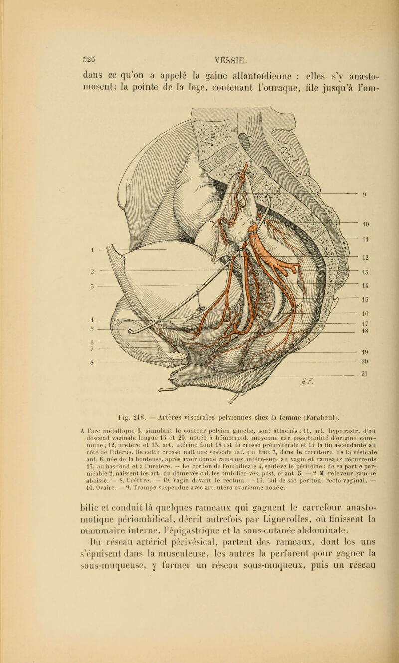 dans ce qu'on a appelé la gaine allantoïdienne : elles s'y anasto- mosent; la pointe de la loge, contenant l'ouraque, file jusqu'à l'om- Fig. 218. —Artères viscérales pelviennes chez la femme (Farabcuf). A l'arc métallique 3. simulant le contour pelvien gauche, sont attachés : 11, art. hypogastr. d'où descend vaginale longue 15 et 20, nouée à hémorroïd. moyenne car possibilité d'origine com- mune ; 12, uretère et 13, art. utérine dont 18 est la crosse préurétérale et 11 la fin ascendante au côté de l'utérus. De cette crosse naît une vésicale inl'. qui finit 7, dans le territoire de la vésicale ant. 6, née uV la honteuse, après avoir donné rameaux ant4ro-sup. au vagin et rameaux récurrents 17, au bas-fond et à l'uretère. — Le cordon de l'ombilicale 4, soulève le péritoine: de sa partie per- méable ~1, naissent les art. du dôme vésical. les ombilieo-vés. post. étant. 5. — 2. M. relcveur gauche abaissé. — 8. Uréthre. — lit. Vagin devant le rectum. —16. Gul-de-sac périton. recto-vaginal. — 10. Ovaire. —'.». Trompe suspendue avec art. utéro-ovarienne nouée. bilic et conduit là quelques rameaux qui gagnent le carrefour anasto- motique périombilical, décrit autrefois par Lignerolles, où finissent la mammaire interne, l'épigastrique et la sous-cutanée abdominale. Du réseau artériel périvésical, partent des rameaux, dont les uns s'épuisent dans la musculeuse, les autres la perforent pour gagner la sous-muqueuse, y former un résean sous-muqueux, puis un réseau