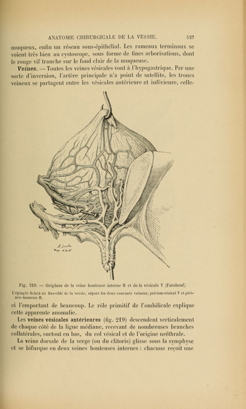 muqueux, enfin un réseau sous-épithélial. Les rameaux terminaux se voient très bien au cystoscope, sous forme de fines arborisations, dont le rouge vif tranche sur le fond clair de la muqueuse. Veines. —Toutes les veines vésicales vont à l'hypogastrique. Par une sorte d'inversion, l'artère principale n'a point de satellite, les troncs veineux se partagent entre les vésicales antérieure et inférieure, celle- Fig. 219. — Origines de la veine honteuse interne H et delà vésicale Y (Farabeuf). L'épingle fichée au bas-côte de la vessie, sépare les deux courants veineux, peivien-vésical V etpéri- néo-honteux H. ci l'emportant de beaucoup. Le rôle primitif de l'ombilicale explique cette apparente anomalie. Les veines vésicales antérieures (fig. 219) descendent verticalement de chaque côté de la ligne médiane, recevant de nombreuses branches collatérales, surtout en bas, du col vésical et de l'origine uréthrale. La veine dorsale de la verge (ou du clitoris) glisse sous la symphyse et se bifurque en deux veines honteuses internes : chacune reçoit une