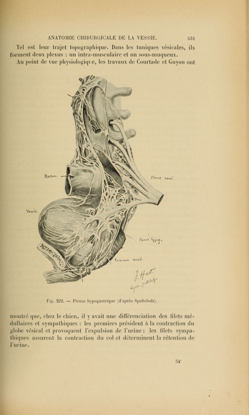 Tel est leur trajet topographique. Daus les tuniques vésicales, ils forment deux plexus : un intra-musculaire et un sous-muqueux. Au point de vue physiologique, les travaux de Courtade et Guyon ont Recti Vessie- ?U>vf ?U*v-î ^[.o*. Fig. 222. — Plexus hypogastrique (d'après Spalteliolz). montré que, chez le chien, il y avait une différenciation des filets mé- dullaires et sympathiques : les premiers président à la contraction du globe vésical et provoquent l'expulsion de l'urine ; les filets sympa- thiques assurent la contraction du col et déterminent la rétention de l'urine.