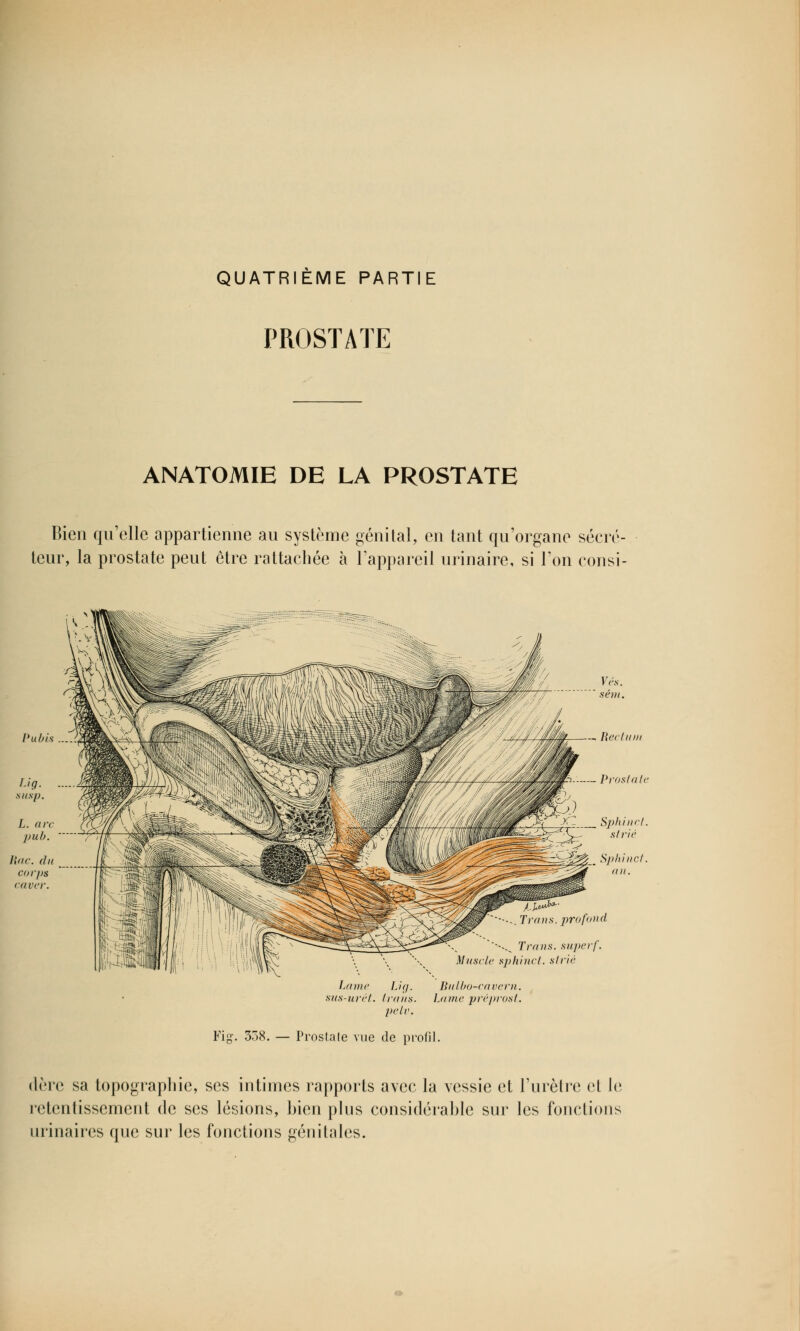 QUATRIEME PARTIE PROSTATE ANATOMIE DE LA PROSTATE Bien qu'elle appartienne au système génital, en tant qu'organe sécré- teur, la prostate peut être rattachée à l'appareil urinaire, si l'on consi- Vés. sém. Reclitia - Prostate Sphinct. strié •=$£&. Sphinct. an. '-•..Trans. profond \ Trans. superf. Muscle sphinct. strié Lame Lig. Bulbo-cavern. sus-urét. Irtins. Lame préprosl. pelv. Fig. 358. — Prostate vue de profil. (1ère sa topographie, ses intimes rapports avec la vessie et l'urètre et le retentissement de ses lésions, bien plus considérable sur les fonctions urinaires que sur les fonctions génitales.