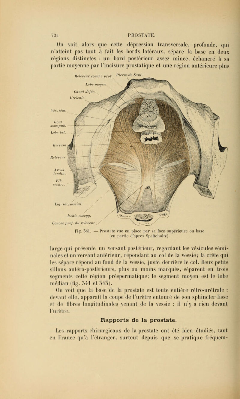 On voit alors que cette dépression transversale, profonde, qui n'atteint pas tout à fait les bords latéraux, sépare la base en deux régions distinctes : un bord postérieur assez mince, écliancré à sa partie moyenne par l'incisure prostatique et une région antérieure plus Releveur couche prof. Plexusde Sant Lobe moyen Canal défér.. Utricule Lig. sacro-sciat. hchio-coccyg. Conclu' prof, du releveur Fig. 341. - Prostate vue en place par sa face supérieure ou base (en partie d'après Spaltelioltz). large qui présente un versant postérieur, regardant les vésicules sémi- nales et un versant antérieur, répondant au col de la vessie; la crête qui les sépare répond au fond de la vessie, juste derrière le col. Deux petits sillons antéro-postérieurs, plus ou moins marqués, séparent en trois segments cette région préspermatique; le segment moyen est le lobe médian (lig. 541 et 545). On voit que la base de la prostate est toute entière rétro-urétrale : devant elle, apparaît la coupe de l'urètre entouré de son spbincter lisse et de fibres longitudinales venant de la vessie : il n'y a rien devant l'urètre. Rapports de la prostate. Les rapports chirurgicaux de la prostate ont été bien étudiés, tant m France qu'à l'étranger, surtout depuis que se pratique fréquent-