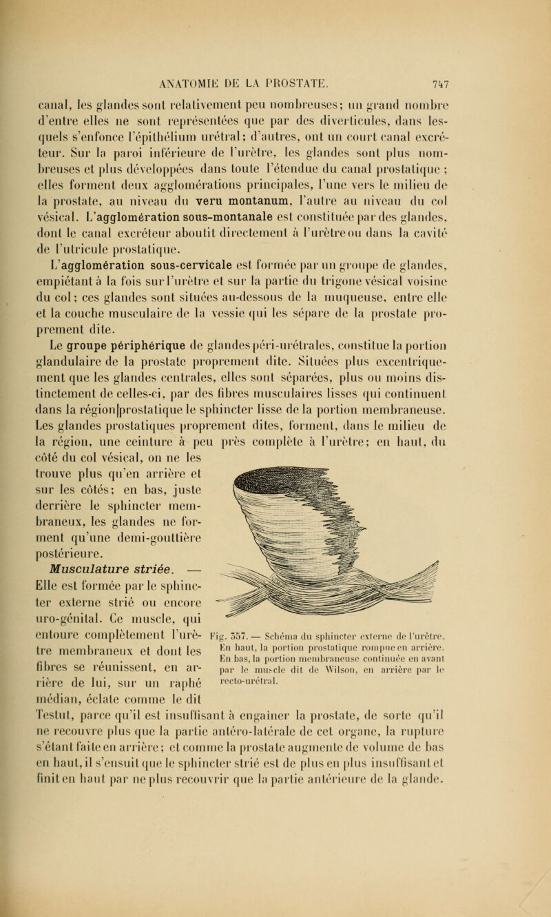 canal, les glandes sont relativement peu nombreuses; un grand nombre d'entre elles ne sont représentées que par des diverticules, dans les- quels s'enfonce l'épithélium urétral; d'autres, ont un court canal excré- teur. Sur la paroi inférieure de l'urètre, les glandes sont plus nom- breuses et plus développées dans toute l'étendue du canal prostatique ; elles forment deux agglomérations principales, l'une vers le milieu de la prostate, au niveau du veru montanum, l'autre au niveau du col vésical. L'agglomération sous-montanale est constituée par des glandes, dont le canal excréteur aboutit directement à l'urètre ou dans la cavité de l'utricule prostatique. L'agglomération sous-cervicale est formée par un groupe de glandes, empiétante la fois sur l'urètre et sur la partie du trigone vésical voisine du col; ces glandes sont situées au-dessous de la muqueuse, entre elle et la couche musculaire de la vessie qui les sépare de la prostate pro- prement dite. Le groupe périphérique de glandes péri-urétrales, constitue la portion glandulaire de la prostate proprement dite. Situées plus excentrique- ment que les glandes centrales, elles sont séparées, plus ou moins dis- tinctement de celles-ci, par des fibres musculaires lisses qui continuent dans la région|prostatique le sphincter lisse de la portion membraneuse. Les glandes prostatiques proprement dites, forment, dans le milieu de la région, une ceinture à peu près complète à l'urètre; en haut, du côté du col vésical, on ne les trouve plus qu'en arrière et sur les côtés; en bas, juste derrière le sphincter mem- braneux, les glandes ne for- ment qu'une demi-gouttière postérieure. Musculature striée. — Elle est formée par le sphinc- ter externe strié ou encore uro-génital. Ce muscle, qui entoure complètement l'urè- tre membraneux et dont les fibres se réunissent, en ar- rière de lui, sur un raphé médian, éclate comme le dit ïestut, parce qu'il est insuffisant à engainer la prostate, de sorte qu'if ne recouvre plus que la partie antéro-latérale de cet organe, la rupture s'étant faite en arrière; et comme la prostate augmente de volume de bas en haut, il s'ensuit que le sphincter strié est de plus en plus insuHisantet finit en haut par ne plus recouvrir que la partie antérieure de la glande. Fig. 557.— Schéma du sphincter externe de l'urètre- En haut, la portion prostatique rompue en arrière. En bas, la portion membraneuse continuée en avant par le muscle dit de Wilson, en arrière par le recto-urétral.