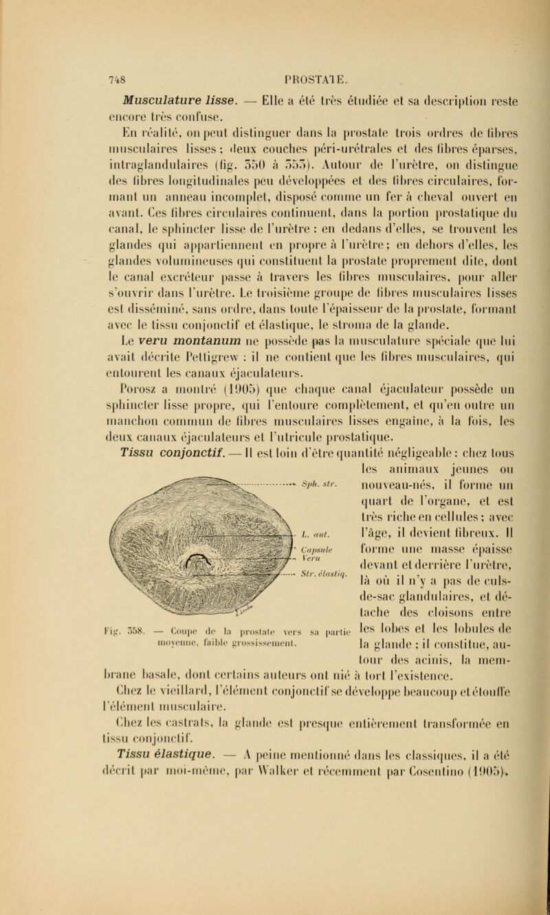 Musculature lisse. — Elle a été très étudiée et sa description reste encore très confuse. En réalité, on peut distinguer dans la prostate trois ordres de libres musculaires lisses ; deux couches péri-urétrales et des fibres éparses, intraglandulaires (fig. 350 à 553). Autour de l'urètre, on distingue des libres longitudinales peu développées et des fibres circulaires, for- mant un anneau incomplet, disposé comme un fer à cheval ouvert en avant. Ces fibres circulaires continuent, dans la portion prostatique du canal, le sphincter lisse de l'urètre : en dedans d'elles, se trouvent les glandes qui appartiennent en propre à l'urètre; en dehors d'elles, les glandes volumineuses qui constituent la prostate proprement dite, dont le canal excréteur passe à travers les libres musculaires, pour aller s'ouvrir dans l'urètre. Le troisième groupe de fibres musculaires lisses est disséminé, sans ordre, dans toute l'épaisseur de la prostate, formant avec le tissu conjonctif et élastique, le stroma de la glande. Le veru montanum ne possède pas la musculature spéciale que lui avait décrite Pettigrew : il ne contient que les libres musculaires, qui entourent les canaux éjaculateurs. Porosz a montré (1905) que chaque canal éjaculateur possède un sphincter lisse propre, qui l'entoure complètement, et qu'en outre un manchon commun de libres musculaires lisses engaîne, à la fois, les deux canaux éjaculateurs et l'utricule prostatique. Tissu conjonctif. — FI est loin d'être quantité négligeable : chez tous les animaux jeunes ou ^pS^s^- •> Sph. sir. S& nouveau-nes, u quart de l'organe, m Ssift- /.. aut. Capsule Veru Str. élastiq. forme un et est très riche en cellules ; avec l'âge, il devient fibreux. Il forme une masse épaisse devant et derrière l'urètre, là où il n'y a pas de culs- de-sac glandulaires, et dé- tache des cloisons entre les lobes et les lobules de la glande ; il constitue, au- tour des acinis, la mem- brane basale, dont certains auteurs ont nié à tort l'existence. Chez le vieillard, l'élément conjonctif se développe beaucoup etétoufFe l'élément musculaire. Chez les castrais, la glande est presque entièrement transformée en tissu conjonctif. Tissu élastique. — A peine mentionné dans les classiques, il a été décrit par moi-même, par Walker et récemment par Cosentino (1005). Fig. 558. — Coupe de la proslale vers sa partie movenne, faible grossissement.