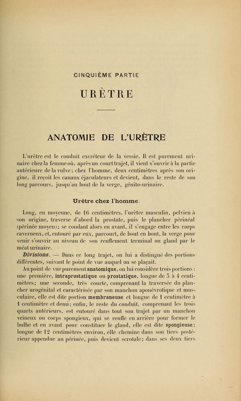 CINQUIÈME PARTIE URÈTRE ANATOMIE DE L'URÈTRE L'urètre est le conduit excréteur de la vessie. Il est purement uri- naire chez la femme où, après un court trajet, il vient s'ouvrir à la partie antérieure de la vulve ; chez l'homme, deux centimètres après son ori- gine, il reçoit les canaux éjaculateurs et devient, dans le reste de son long parcours, jusqu'au bout de la verge, génito-urinaire. Urètre chez l'homme. Long, en moyenne, de 16 centimètres, l'urètre masculin, pelvien à son origine, traverse d'abord la prostate, puis le plancher périnéal (périnée moyen); se coudant alors en avant, il s'engage entre les corps caverneux, et, entouré par eux, parcourt, de bout en bout, la verge pour venir s'ouvrir au niveau de son renflement terminal ou gland par le méaturinaire. Divisions. — Dans ce long trajet, on lui a distingué des portions différentes, suivant le point de vue auquel on se plaçait. Au point de vue purement anatomique, on lui considère trois portions : une première, intraprostatique ou prostatique, longue de 3 à 4 centi- mètres; une seconde, très courte, comprenant la traversée du plan- cher urogénital et caractérisée par son manchon aponévrotique et mus- culaire, elle est dite portion membraneuse et longue de \ centimètre à 1 centimètre et demi; enfin, le reste du conduit, comprenant les trois quarts antérieurs, est entouré dans tout son trajet par un manchon veineux ou corps spongieux, qui se renfle en arrière pour former le bulbe et en avant pour constituer le gland, elle est dite spongieuse; longue de 12 centimètres environ, elle chemine dans son tiers posté- rieur appendue au périnée, puis devient scrotalc; dans ses deux tiers