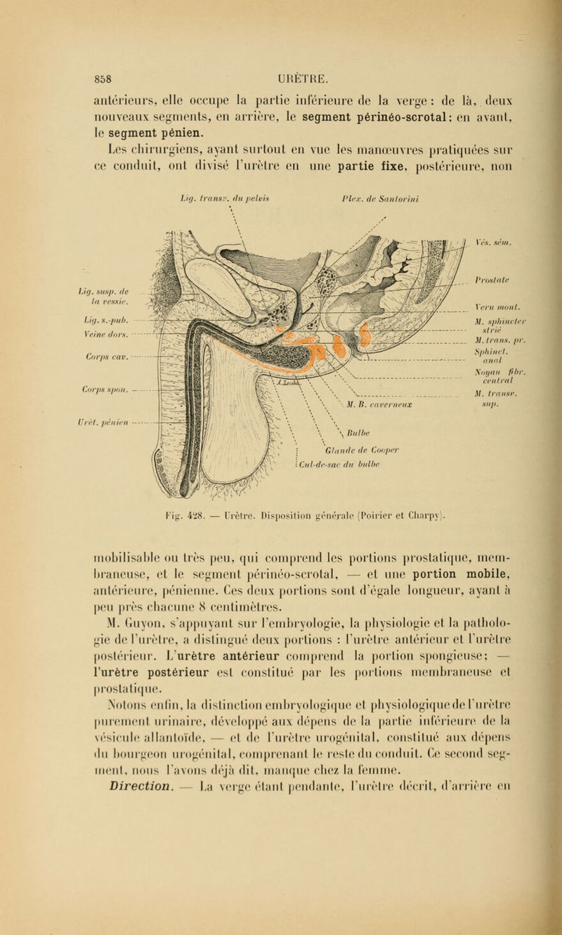 antérieurs, elle occupe la partie inférieure de la verge: de là,. deux nouveaux segments, en arrière, le segment périnéo-scrotal; en avant, le segment pénien. Les chirurgiens, ayant surtout en vue les manœuvres pratiquées sur ce conduit, ont divisé l'urètre en une partie fixe, postérieure, non Lig. transv. du pelota Ple.v. de Sanlorini Lig. s/i.sp. de la vessie. Lit/, s.-pub. Veine dois. \ M. B. caverneux \ Bulbe Glande de Cooper de-sac du bulbe Fîg. 428. — Urètre. Disposition générale (Poirier et Charpy). \es. se in. Vrostote Yeru mont. M. sjiliinctei strié }1. Irons, pr Sphinct. anal Noyau fibr central M. transe. sup. mobilisable ou très peu, qui comprend les portions prostatique, mem- braneuse, et le segment périnéo-scrotal, — et une portion mobile, antérieure, pénienne. Ces deux portions sont d'égale longueur, ayant à peu près chacune 8 centimètres. M. (iiiyon, s'appuyant sur l'embryologie, la physiologie et la patholo- gie de l'urètre, a distingué deux portions : l'urètre antérieur et L'urètre postérieur. L'urètre antérieur comprend la portion spongieuse; — l'urètre postérieur est constitué par les portions membraneuse el prostatique. Notons enfin, la distinction embryologique et physiologique de l'urètre puremeni urinaire, développé aux dépens de la partie inférieure de la vésicule allantoïde, — et de l'urètre urogénital, constitué aux dépens du bourgeon urogénital, comprenanl le reste du conduit, (le second seg- ment, nous l'avons déjà dit, manque chez la femme. Direction. - La verge ('tant pendante, l'urètre décrit, d'arrière en