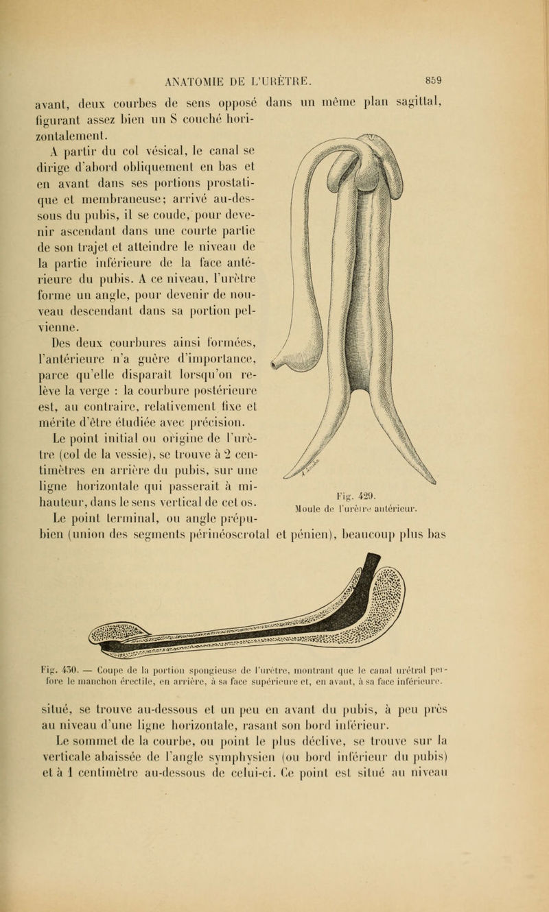 avant, deux courbes de sens opposé dans un même plan sagittal, figurant assez bien un S couché hori- zontalement. A partir du col vésical, le canal se dirige d'abord obliquement en bas et en avant dans ses portions prostati- que et membraneuse; arrivé au-des- sous du pubis, il se coude, pour deve- nir ascendant dans une courte partie de son trajet et atteindre le niveau de la partie inférieure de la face anté- rieure du pubis. A ce niveau, l'urètre forme un angle, pour devenir de nou- veau descendant dans sa portion pel- vienne. Des deux courbures ainsi formées, l'antérieure n'a guère d'importance, parce qu'elle disparait lorsqu'on re- lève la verge : la courbure postérieure est, au contraire, relativement iixe et mérite d'être étudiée avec précision. Le point initial ou origine de l'urè- tre (col de la vessie), se trouve à c2 cen- timètres en arrière du pubis, sur une ligne horizontale qui passerait à mi- hauteur, dans le sens vertical de cet os. Le point terminal, ou angle prépu- bien (uniou des segments périnéoscrotal et pénien), beaucoup plus bas Fig. 429. Moule de l'urètre autér Fig. 430. — Coupe de la portion spongieuse de l'urètre, montrant que le canal urétral per- fore le manchon érectile, en arrière, à sa face supérieure et, en avant, à sa face inférieure. situé, se trouve au-dessous et un peu en avant du pubis, à peu près au niveau d'une ligne horizontale, rasant son bord inférieur. Le sommet de la courbe, ou point le plus déclive, se trouve sur la verticale abaissée de l'angle sympliysien (ou bord inférieur du pubis) et à 1 centimètre au-dessous de celui-ci. Ce point est situé au niveau