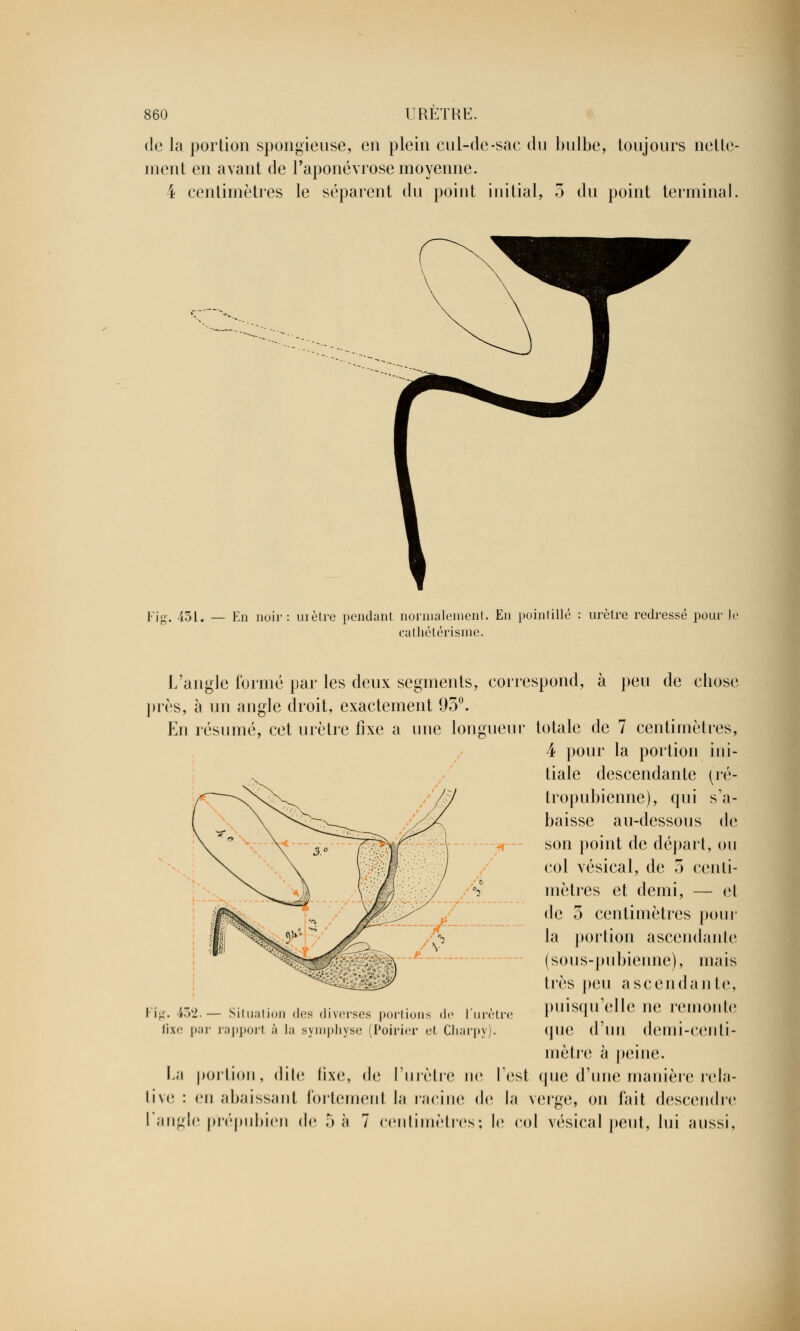 de la portion spongieuse, en plein cul-de-sae du bulbe, toujours nette ruent en avant de l'aponévrose moyenne. 4 centimètres le séparent du point initial, 5 du point terminal Eig. 431. — En noir: mètre pendant normalement. En pointillé : urètre redressé pour l< cathétérisme. L'angle formé par les deux segments, correspond, à peu de chose près, à un angle droit, exactement 95°. En résumé, cet urètre fixe a une longueur totale de 7 centimètres, 4 pour la portion ini- tiale descendante (ré- tropubienne), qui s'a- baisse au-dessous de son point de départ, ou col vésical, de 5 centi- mètres et demi, — et de 5 centimètres pour la portion ascendante (sous-pubienne), mais très peu a se en dan te, puisqu'elle ne remonte que d'un demi-centi- mètre à peine. La portion, dile fixe, de l'urètre ne Test que d'une manière rela- tive : en abaissant fortement la racine de la verge, on fait descendre l'angle prépubien de 5 à 7 centimètres; l<i col vésical peut, lui aussi. Fig. i32. — Situation des diverses portions de l'urètre fixe par rapport à la symphyse (Poirier et Charpy).