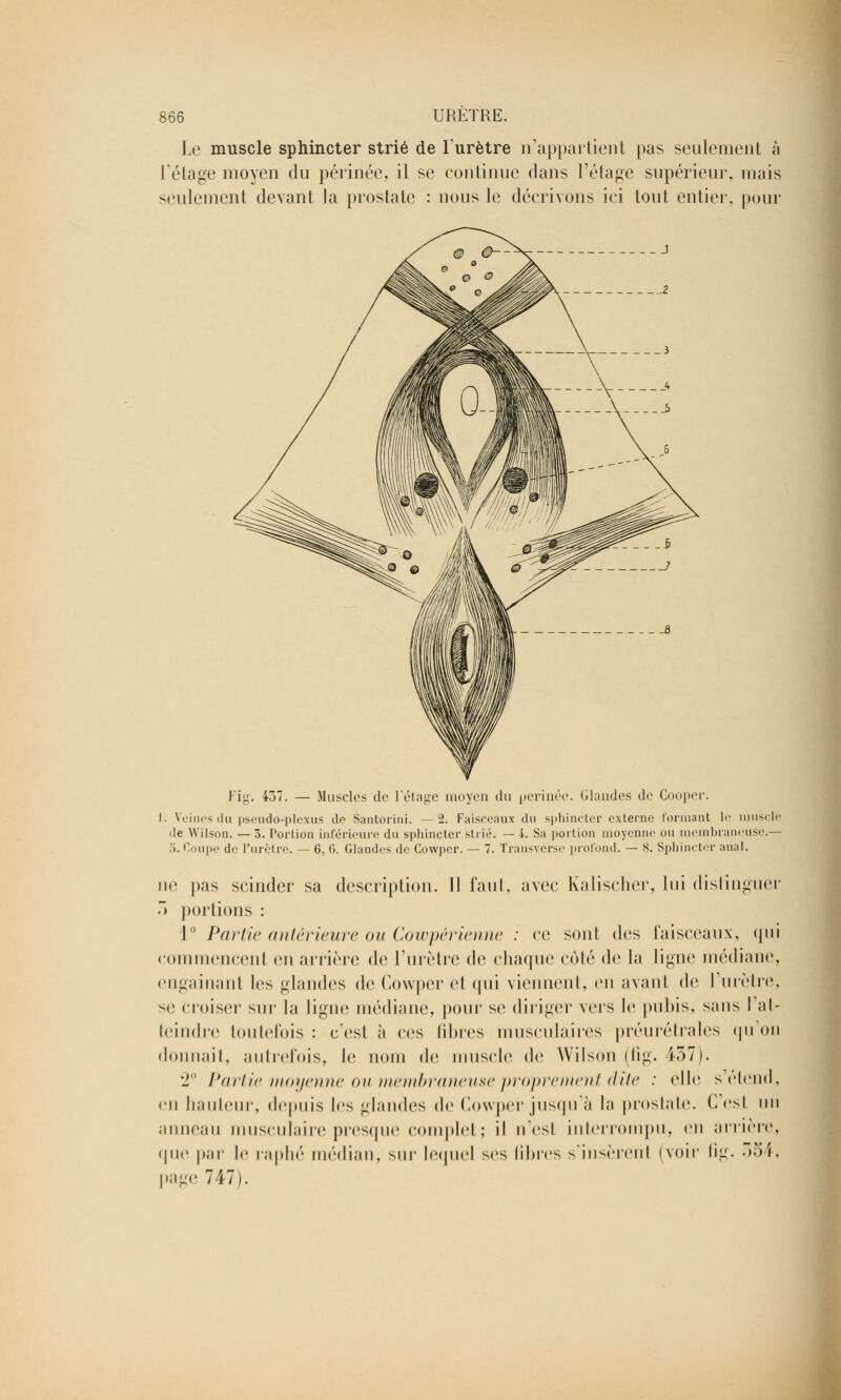 Le muscle sphincter strié de l'urètre n'appartient pas seulement à l'étage moyen du périnée, il se continue dans l'étage supérieur, mais seulement devant la prostate : nous le décrivons ici tout entier, pour Fig. 437. — Muscles de l'étage moyen du périnée. Glandes de Cooper. I. Veines du pseudo-plexus do Santorini. — 2. Faisceaux du sphincter externe formant le muscle de W'ilson. — 3. Portion inférieure du sphincter strié. — l. Sa portion moyenne on membraneuse.— •'). Coupe de l'urètre. — 6, (*>. Glandes de Cowper. — 7. Transverse profond. — S. Sphincter anal. ne pas seinder sa description. 11 faut, avec Kalischer, lui distinguer 5 portions : 1° Partie antérieure ou Cowpérienne : ce sont des faisceaux, qui commencent en arrière de l'urètre de chaque côté de la ligue médiane, engainanl les glandes de Cowper el qui viennent, en avant de l'urètre, se croiser sur la ligne médiane, pour se diriger vers le pubis, sans I at- teindre toutefois : c'est ii ces fibres musculaires préurétrales qu'on donnait, autrefois, le nom de muscle do Wilson (fig. iô7). 2° Partie moyenne ou membraneuse proprement dite : elle s'étend, en hauteur, depuis les glandes de Cowper jusqu'à la prostate. C'est un anneau musculaire presque complet ; il n'esl interrompu, en arrière, que par le raphé médian, sur lequel ses libres s'insèrenl (voir fig. 554, page 747).