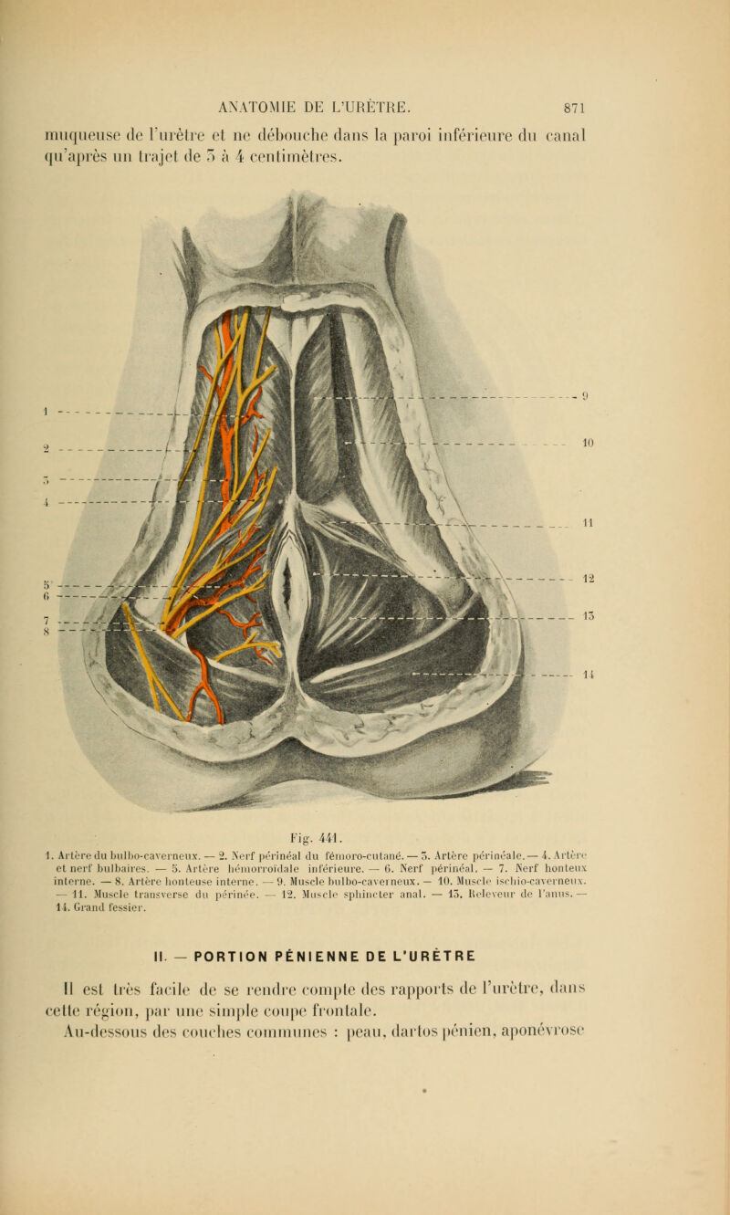 muqueuse de l'urètre et ne débouche dans la paroi inférieure du canal qu'après un trajet de 3 à 4 centimètres. Fi g. 441. 1. Artère du bulbo-caverneux. — 2. Nerf périnéal du fémoro-cutané. — o. Artère périnéale.— 4. Artère et nerf bulbaires. — 5. Artère hémorroïdale inférieure. — 6. Nerf périnéal. — 7. Nerf honteux interne. — 8. Artère honteuse interne. — 9. Muscle bulbo-caverneux. — 10. Muscle ischio-caverneux. — 11. Muscle transverse du périnée. — 12. Muscle- sphincter anal. — 15. Heleveur de l'anus.— 14. Grand fessier. Il PORTION PÉNIENNE DE L'URÈTRE Il est très facile de se rendre compte des rapports de l'urètre, dans celle légion, par une simple coupe frontale. Au-dessous des couches communes : peau, dartos pénien, aponévrose