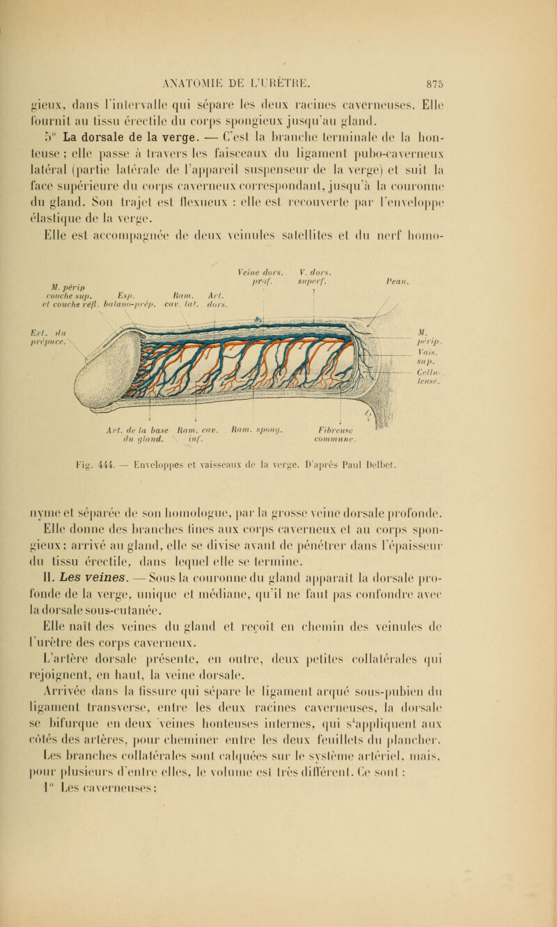 gieux, dans l'intervalle qui sépare les deux racines caverneuses. Elle fournit au tissu érectile du corps spongieux jusqu'au gland. 5° La dorsale de la verge. — C'est la branche terminale de la hon- teuse ; elle passe à travers les faisceaux du ligament pubo-caverneux latéral (partie latérale de l'appareil suspenseur de la verge) et suit la face supérieure du corps caverneux correspondant, jusqu'à la couronne du gland. Son trajet est flexueux : elle est recouverte par l'enveloppe élastique de la verge. Elle est accompagnée de deux veinules satellites et du nerf homo- M. périp couche sti/i. Es/>. Hum. Art. et couche réfl. balano-prép. cav. lat. dors Veine dors. V. don prof. superf. Peau. Art. de ta base Haut. cav. Ram. spong. du (jlund. inf. Fibreuse commune Fig. 444. — Enveloppes et vaisseaux de la verge. D'après Paul Delbet. nyme et séparée de son homologue, par la grosse veine dorsale profonde. Elle donne des branches fines aux corps caverneux et au corps spon- gieux; arrivé au gland, elle se divise avant de pénétrer dans l'épaisseur du tissu érectile, dans lequel elle se termine. II. Les veines. — Sous la couronne du gland apparaît la dorsale pro- fonde de la verge, unique et médiane, qu'il ne faut pas confondre avec la dorsale sous-cutanée. Elle naît des veines du gland et reçoit en chemin des veinules de l'urètre des corps caverneux. L'artère dorsale présente, en outre, deux petites collatérales qui rejoignent, en haut, la veine dorsale. Arrivée dans la fissure qui sépare le ligament arqué sous-pubien du ligament transverse, entre les deux racines caverneuses, la dorsale se bifurque en deux veines honteuses internes, qui s'appliquent aux côtés des artères, pour cheminer entre les deux feuillets du plancher. Les branches collatérales soûl calquées sur le système artériel, mais, pour plusieurs d'entre elles, le volume esl très différent, (le soûl : 1 Les caverneuses;