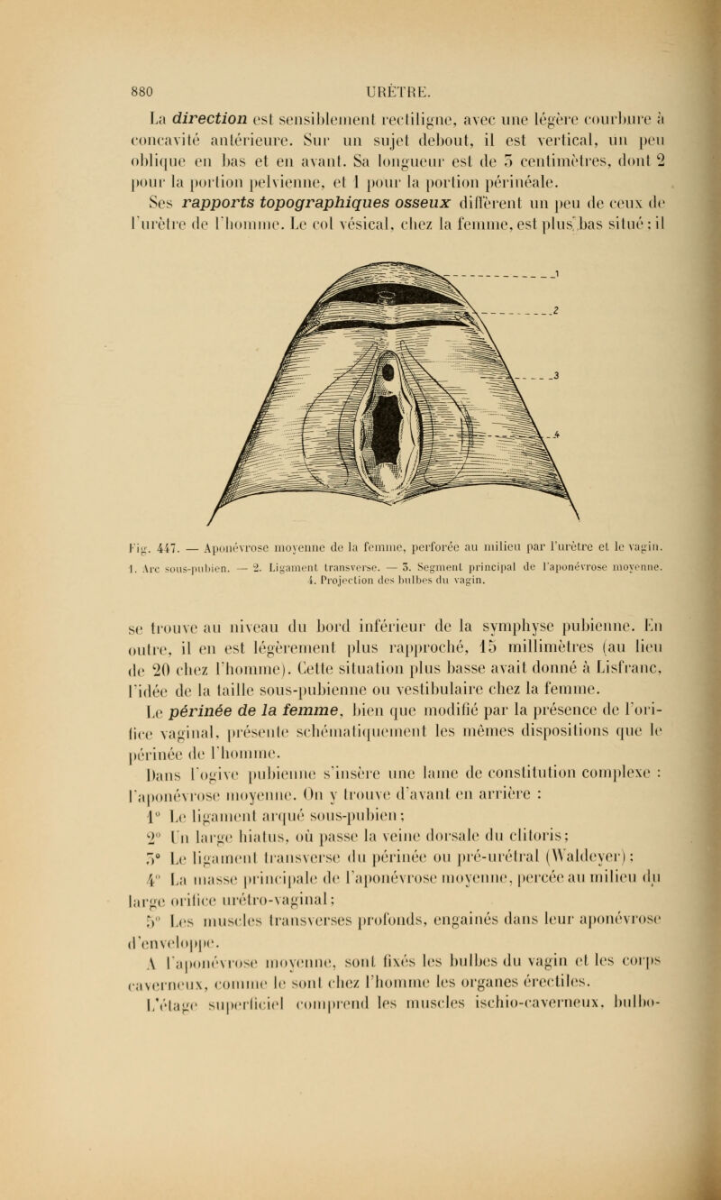 La direction est sensiblement rectiligne, avec une légère courbure à concavité antérieure. Sur un sujet debout, il est vertical, un peu oblique en bas et en avant. Sa longueur est de 5 centimètres, dont 2 pour la portion pelvienne, et 1 pour la portion périnéale. Ses rapports topographiques osseux diffèrent un peu de ceux de l'urètre de l'homme. Le col vésical, chez la femme, est plus,bas situé : il Fig. 447. — Aponévrose moyenne de la femme, perforée au milieu par l'urètre et le vagin, 1. Are sous-pubien. — 2. Ligament transverse. — 3. Segment principal de l'aponévrose moyenne. 4. Projection des bulbes du vagin. se trouve au niveau du bord inférieur de la symphyse pubienne. En outre, il en est légèrement plus rapproché, 15 millimètres (au lieu de 20 chez l'homme). Cette situation plus basse avait donné à Lisfrane, Tidée de la taille sous-pubienne ou vestibulaire chez la femme. Le périnée de la femme, bien que modifié par la présence de l'ori- fice vaginal, présente schématiquement les mêmes dispositions que le périnée de l'homme. Dans l'ogive pubienne s'insère une lame de constitution complexe : l'aponévrose moyenne. On y trouve d'avant en arrière : 1° Le ligament arqué sous-pubien; 2° lu large hiatus, où passe la veine dorsale du clitoris; 5° Le ligament transverse du périnée ou pré-urétral (YYaldeyer) : 4 La niasse principale de l'aponévrose moyenne, percée au milieu du large orifice urétro-vaginal ; 5° les muscles lrans\erses profonds, engainés dans leur aponévrose d'enveloppe. A laponévrose moyenne, sont fixés les bulbes du vagin et les corps caverneux, connue le sonl chez l'homme les organes érectiles. L'étage superficiel comprend les muscles ischio-caverneux, bulbo-