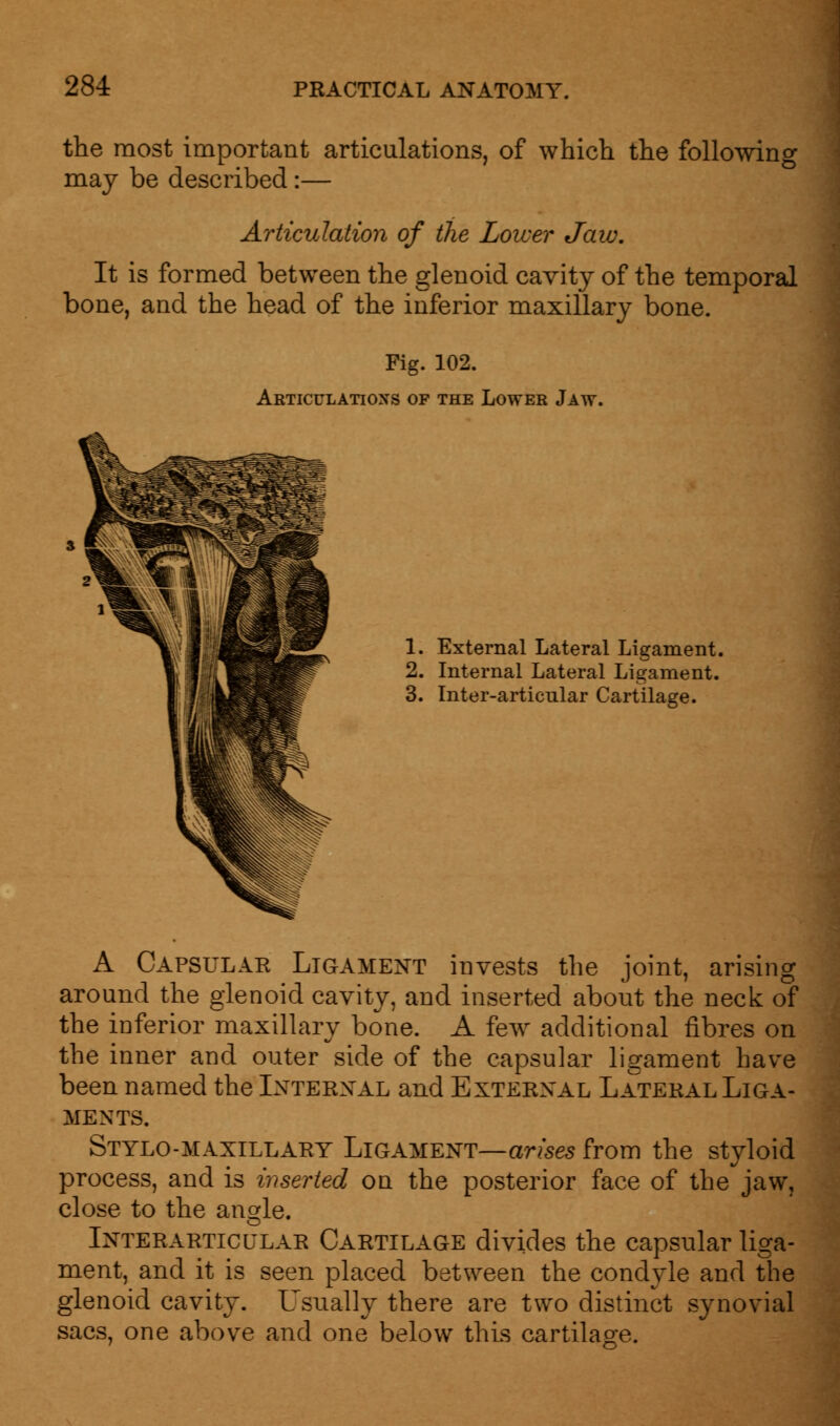 the most important articulations, of which the following may be described:— Articulation of the Lower Jaw. It is formed between the glenoid cavity of the temporal bone, and the head of the inferior maxillary bone. Fig. 102. Articulations of the Lower Jaw. 1. External Lateral Ligament. 2. Internal Lateral Ligament. 3. Inter-articular Cartilage. A Capsular Ligament invests the joint, arising around the glenoid cavity, and inserted about the neck of the inferior maxillary bone. A few additional fibres on the inner and outer side of the capsular ligament have been named the Internal and External Lateral Liga- ments. Stylo-maxillary Ligament—arises from the styloid process, and is inserted on the posterior face of the jaw, close to the angle. Interarticular Cartilage divides the capsular liga- ment, and it is seen placed between the condyle and the glenoid cavity. Usually there are two distinct synovial sacs, one above and one below this cartilage.
