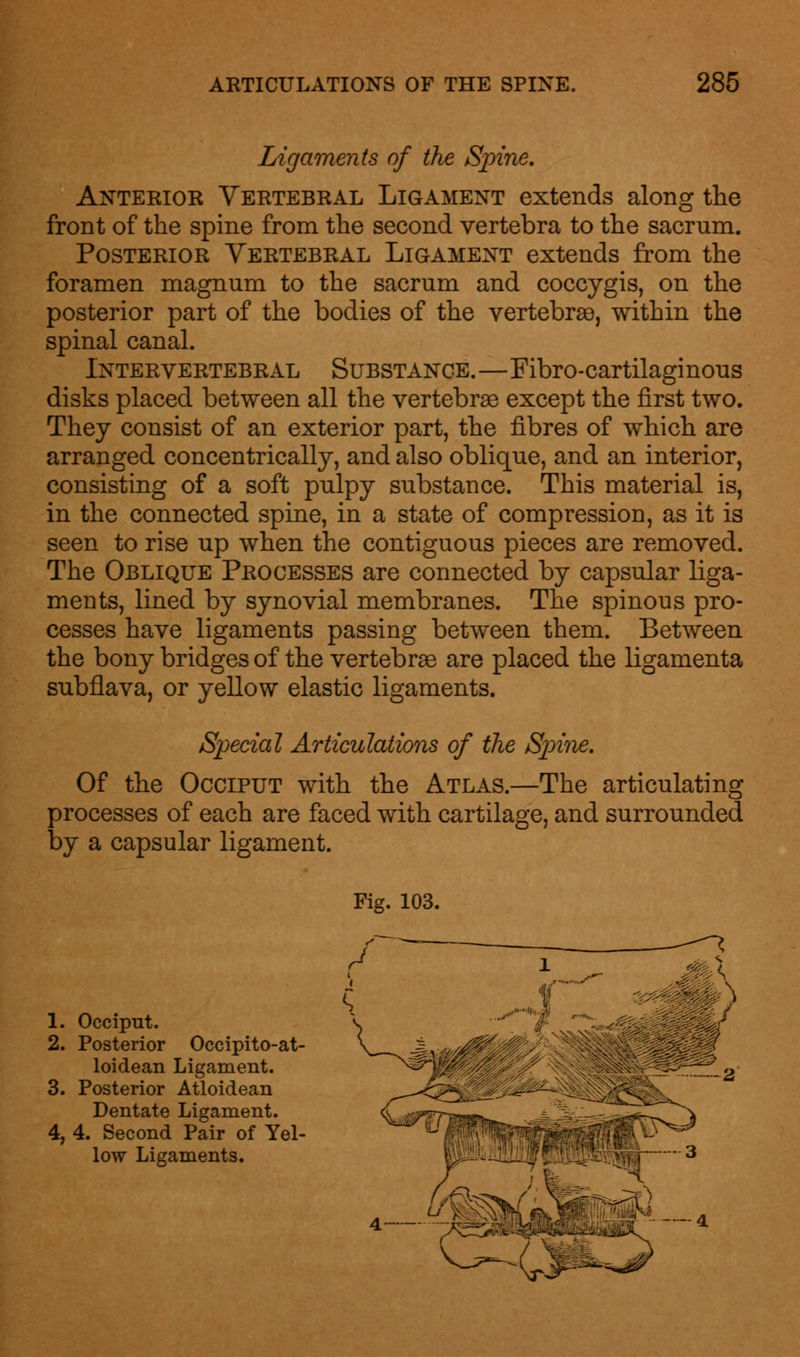 Ligaments of the Spine. Anterior Vertebral Ligament extends along the front of the spine from the second vertebra to the sacrum. Posterior Vertebral Ligament extends from the foramen magnum to the sacrum and coccygis, on the posterior part of the bodies of the vertebrae, within the spinal canal. Intervertebral Substance.—Fibro-cartilaginous disks placed between all the vertebrae except the first two. They consist of an exterior part, the fibres of which are arranged concentrically, and also oblique, and an interior, consisting of a soft pulpy substance. This material is, in the connected spine, in a state of compression, as it is seen to rise up when the contiguous pieces are removed. The Oblique Processes are connected by capsular liga- ments, lined by synovial membranes. The spinous pro- cesses have ligaments passing between them. Between the bony bridges of the vertebrae are placed the ligamenta subflava, or yellow elastic ligaments. Special Articulations of the Spine. Of the Occiput with the Atlas.—The articulating processes of each are faced with cartilage, and surrounded by a capsular ligament. Fig. 103. 1. Occiput. 2. Posterior Occipito-at- loidean Ligament. 3. Posterior Atloidean Dentate Ligament. 4. 4. Second Pair of Yel- low Ligaments.