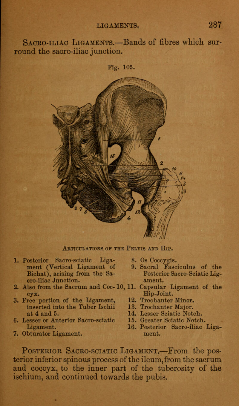 Sacko-iliac Ligaments.—Bands of fibres which sur- round the sacro-iliac junction. Fig. 105. Articulations of the Pelvis and Hip. 1. Posterior Sacro-sciatic Liga- 8. ment (Vertical Ligament of 9. Bichat), arising from the Sa- cro-iliac Junction. 2. Also from the Sacrum and Coc-10, 11. cjx. 3. Free portion of the Ligament, 12. inserted into the Tuber Ischii 13. at 4 and 5. 14. 6. Lesser or Anterior Sacro-sciatic 15. Ligament. 16. 7. Obturator Ligament. Os Coccygis. Sacral Fasciculus of the Posterior Sacro-Sciatic Lig- ament. Capsular Ligament of the Hip-Joint. Trochanter Minor. Trochanter Major. Lesser Sciatic Notch. Greater Sciatic Notch. Posterior Sacro-iliac Liga- ment. Posterior Sacro-sciatic Ligament.—From the pos- terior inferior spinous process of the ileum, from the sacrum and coccyx, to the inner part of the tuberosity of the ischium, and continued towards the pubis.