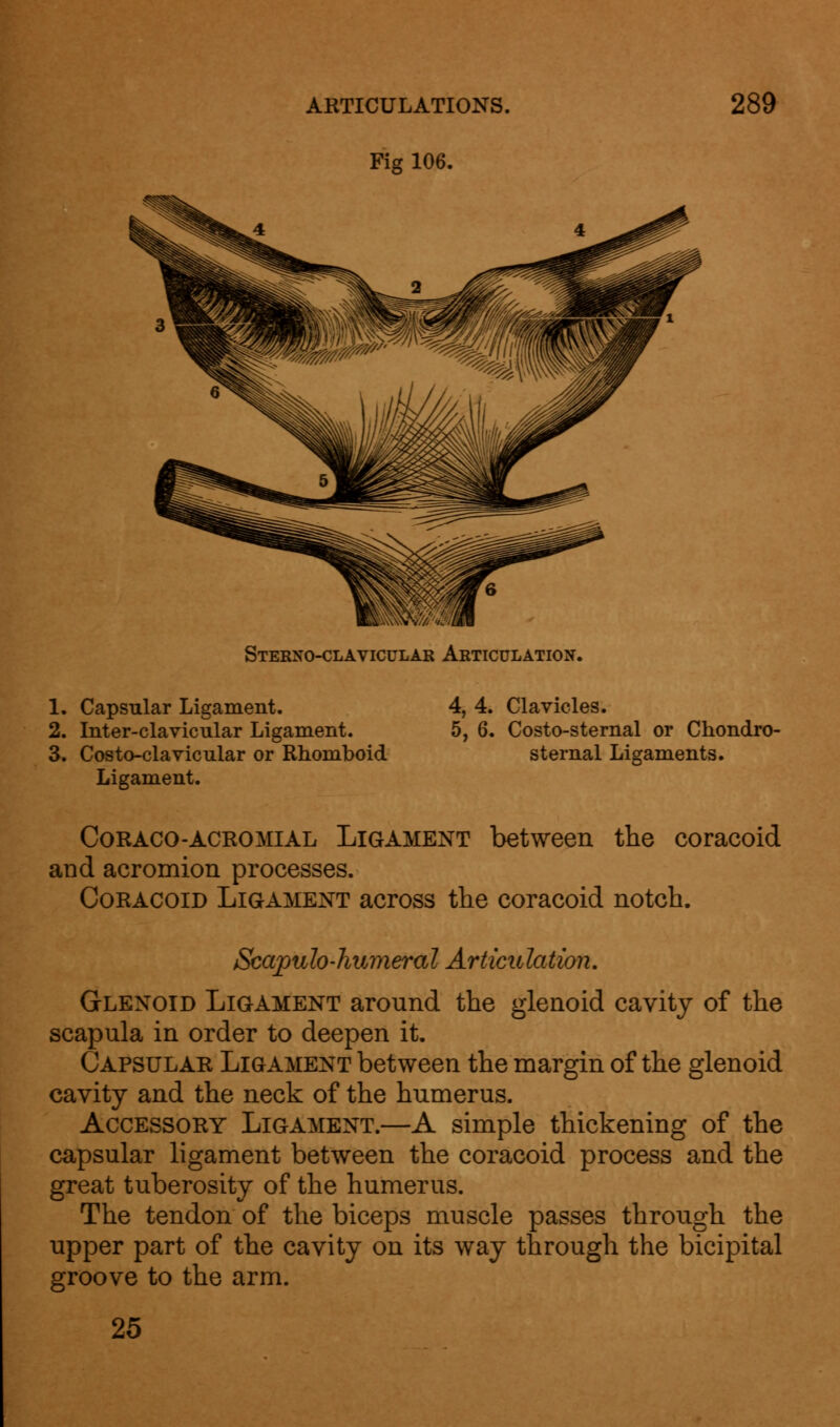 Fig 106. Sternoclavicular Articulation. 1. Capsular Ligament. 2. Inter-clavicular Ligament. 3. Costoclavicular or Rhomboid Ligament. 4, 4. Clavicles. 5, 6. Costo-sternal or Chondro- sternal Ligaments. Coraco-ACROMIAL Ligament between the coracoid and acromion processes. Coracoid Ligament across the coracoid notch. Scapulo-humeral Articulation, Glenoid Ligament around the glenoid cavity of the scapula in order to deepen it. Capsular Ligament between the margin of the glenoid cavity and the neck of the humerus. Accessory Ligament.—A simple thickening of the capsular ligament between the coracoid process and the great tuberosity of the humerus. The tendon of the biceps muscle passes through the upper part of the cavity on its way through the bicipital groove to the arm. 25