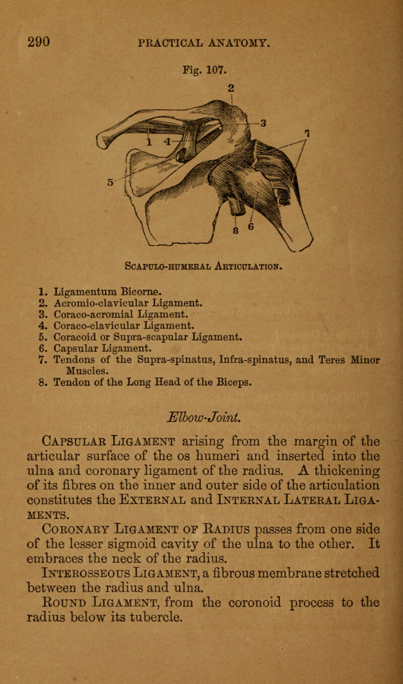 Fig. 107. Scapulohumeral Articulation. 1. Ligamentum Bicorne. 2. Acromio-clavicular Ligament. 3. Coraco-acromial Ligament. 4. Coraco-clavicular Ligament. 5. Coracoid or Supra-scapular Ligament. 6. Capsular Ligament. 7. Tendons of the Supra-spinatus, Infra-spinatus, and Teres Minor Muscles. 8. Tendon of the Long Head of the Biceps. Elbow-Joint Capsular Ligament arising from the margin of the articular surface of the os humeri and inserted into the ulna and coronary ligament of the radius. A thickening of its fibres on the inner and outer side of the articulation constitutes the External and Internal Lateral Liga- ments. Coronary Ligament of Kapius passes from one side of the lesser sigmoid cavity of the ulna to the other. It embraces the neck of the radius. Interosseous Ligament, a fibrous membrane stretched between the radius and ulna. Bound Ligament, from the coronoid process to the radius below its tubercle.