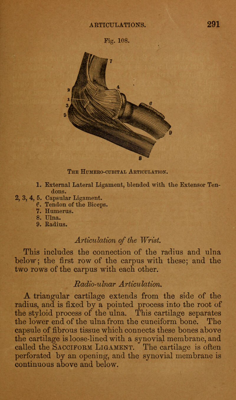 Fig. 108. 8 The Humero-cubital Articulation. 1. External Lateral Ligament, blended with the Extensor Ten- dons. 2, 3, 4, 5. Capsular Ligament. 6. Tendon of the Biceps. 7. Humerus. 8. Ulna. 9. Radius. Articulation of the Wrist. This includes the connection of the radius and ulna below; the first row of the carpus with these; and the two rows of the carpus with each other. Badio-ulnar Articulation. A triangular cartilage extends from the side of the radius, and is fixed by a pointed process into the root of the styloid process of the ulna. This cartilage separates the lower end of the ulna from the cuneiform bone. The capsule of fibrous tissue which connects these bones above the cartilage is loose-lined with a synovial membrane, and called the Sacciform Ligament. The cartilage is often perforated by an opening, and the synovial membrane is continuous above and below.