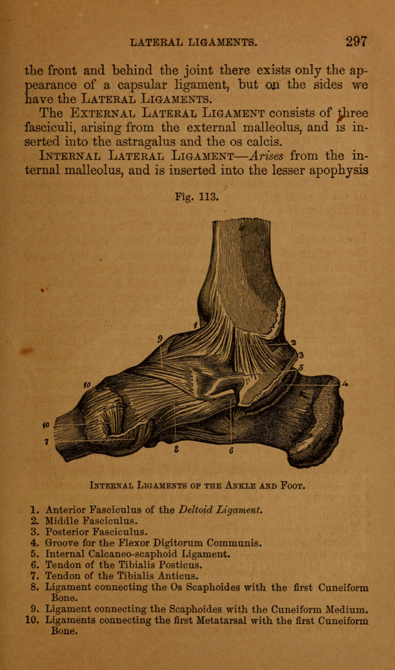 the front and behind the joint there exists only the ap- pearance of a capsular ligament, but 031 the sides we have the Lateral Ligaments. The External Lateral Ligament consists of j^hree fasciculi, arising from the external malleolus, and is in- serted into the astragalus and the os calcis. Internal Lateral Ligament—Arises from the in- ternal malleolus, and is inserted into the lesser apophysis Fig. 113. Internal Ligaments of the Ankle and Foot. 1. Anterior Fasciculus of the Deltoid Ligament, 2. Middle Fasciculus. 3. Posterior Fasciculus. 4. Groove for the Flexor Digitorum Communis. 5. Internal Calcaneo-scaphoid Ligament. 6. Tendon of the Tibialis Posticus. 7. Tendon of the Tibialis Anticus. 8. Ligament connecting the Os Scaphoides with the first Cuneiform Bone. 9. Ligament connecting the Scaphoides with the Cuneiform Medium. 10. Ligaments connecting the first Metatarsal with the first Cuneiform Bone.