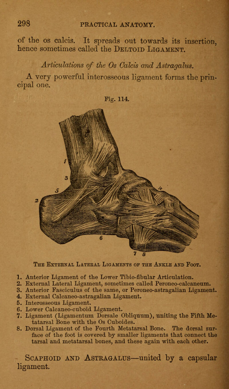 of the os calcis. It spreads out towards its insertion, hence sometimes called the Deltoid Ligament. Articulations of the Os Calcis and Astragalus. A very powerful interosseous ligament forms the prin- cipal one. Fig. 114. 7 8 The External Lateral Ligaments of the Ankle and Foot. 1. Anterior Ligament of the Lower Tibio-fibular Articulation. 2. External Lateral Ligament, sometimes called Peroneo-calcaneum. 3. Anterior Fasciculus of the same, or Peroneo-astragalian Ligament. 4. External Calcaneo-astragalian Ligament. 5. Interosseous Ligament. 6. Lower Calcaneo-cuboid Ligament. 7. Ligament (Ligamentum Dorsale Obliquum), uniting the Fifth Me- tatarsal Bone with the Os Cuboides. 8. Dorsal Ligament of the Fourth Metatarsal Bone. The dorsal sur- face of the foot is covered by smaller ligaments that connect the tarsal and metatarsal bones, and these again with each other. Scaphoid and Astragalus- ligament. -united by a capsular