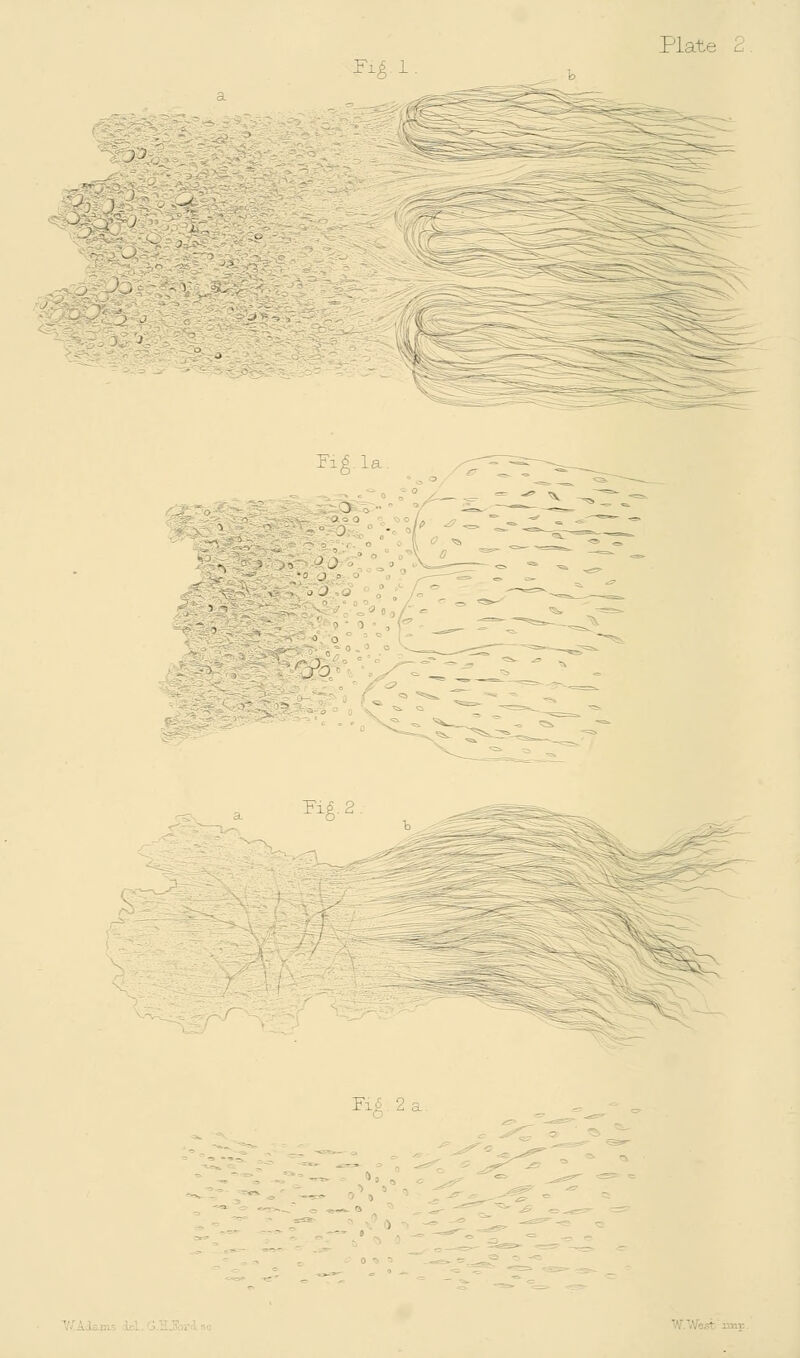 Plate Fig.l ^ Fig. la Fig. 2 