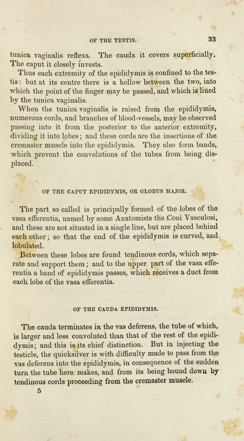 tunica vaginalis reflexa. The cauda it covers superficially. The caput it closely invests. Thus each extremity of the epididymis is confined to the tes- tis : but at its centre there is a hollow between the two, into which the point of the finger may be passed, and which is lined by the tunica vaginalis. When the tunica vaginalis is raised from the epididymis, numerous cords, and branches of blood-vessels, may be observed passing into it from the posterior to the anterior extremity, dividing it into lobes; and these cords are the insertions of the cremaster muscle into the epididymis. They also form bands, which prevent the convolutions of the tubes from being dis- placed. OF THE CAPUT EPIDIDYMIS, OR GLOBUS MAJOR. The part so called is principally formed of the lobes of the vasa efferentia, named by some Anatomists the Coni Vasculosi, and these are not situated in a single line, but are placed behind each other; so that the end of the epididymis is curved, and lobulated. Between these lobes are found tendinous cords, which sepa- rate and support them; and to the upper part of the vasa effe- rentia a band of epididymis passes, which receives a duct from each lobe of the vasa efferentia. OF THE CAUDA EPIDIDYMIS. The cauda terminates in the vas deferens, the tube of which, is larger and less convoluted than that of the rest of the epidi- dymis; and this is its chief distinction. But in injecting the testicle, the quicksilver is with difficulty made to pass from the vas deferens into the epididymis, in consequence of the sudden turn the tube here makes, and from its being bound down by tendinous cords proceeding from the cremaster muscle. 5
