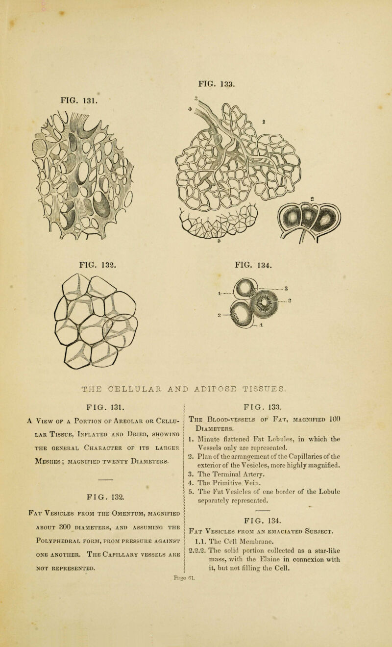 FIG. 131. mwfm PKpmra lisp r#Pt FIG. 132. FIG. 134. THE CELLULAR AND ADIPOSE TISSUES. FIG. 131. | FIG. 133. A View op a Portion or Areolar or Cellu- j The Blood-vessels of Fat, magnified 100 Diameters. lar Tissue, Inflated and Dried, showing the general Character of its larger Meshes; magnified twenty Diameters. 1. Minute flattened Fat Lobules, in which the Vessels only are represented. 2. Plan of the arrangement of the Capillaries of the exterior of the Vesicles, more highly magnified. 3. The Terminal Artery. 4. The Primitive Vein. \ 5. The Fat Vesicles of one border of the Lobule FIC 132 \ I separately represented. Fat Vesicles from the Omentum, magnified > FIG. 134. ABOUT 300 diameters, and assuming the > _, _, ~ > Fat Vesicles from an emaciated Subject. Polyphedral form, from pressure against one another. The Capillary vessels are not represented. 1.1. The Cell Membrane. 2.2.2. The solid portion collected as a star-like mass, with the Elaine in connexion with it, but not filling the Cell. Fane 6L