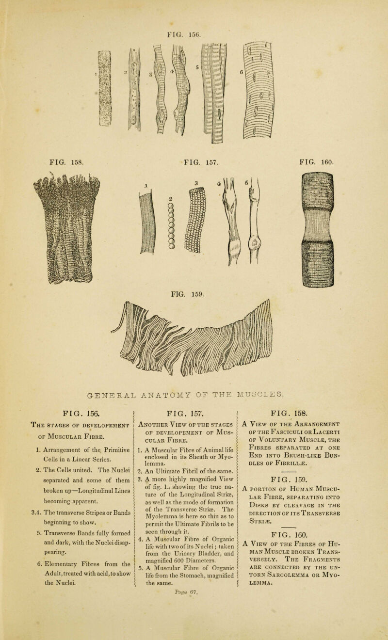 FIG. 158. FIG. 157. FIG. 159. FIG. 160. GENERAL ANATOMY OF THE MUSCLES. FIG. 156. I JLhe stages op developement ; of Muscular Fibre. 1. Arrangement of the. Primitive Cells in a Linear Series. 2. The Cells united. The Nuclei separated and some of them broken up—Longitudinal Lines becoming apparent. 3.4. The transverse Stripes or Bands beginning to show. 5. Transverse Bands fully formed and dark, with the Nuclei disap- pearing. 6. Elementary Fibres from the Adult, treated with acid, to show the Nuclei. FIG. 157. Another View of the stages op developement of Mus- cular Fibre. 1. A Muscular Fibre of Animal life enclosed in its Sheath or Myo- lemma. 2. An Ultimate Fibril of the same. 3. A more highly magnified View of fig. 1., showing the true na- ture of the Longitudinal Striae, as well as the mode of formation of the Transverse Striae. The Myolemma is here so thin as to permit the Ultimate Fibrils to be seen through it. 4. A Muscular Fibre of Organic life with two of its Nuclei; taken from the Urinary Bladder, and magnified 600 Diameters. 5. A Muscular Fibre of Organic life from the Stomach, magnified the same. Page 67. FIG. 158. A View of the Arrangement of the Fasciculi orLacerti of Voluntary Muscle, the Fibres separated at one End into Brush-like Bun- dles OF FlBRILLxE. FIG. 159. A portion of Human Muscu- lar Fibre, separating into Disks by cleavage in the direction of its Transverse Stride. FIG. 160. A View of the Fibres of Hu- man Muscle broken Trans- versely. The Fragments are connected by the un- TORN Sarcolemma or Myo- lemma.