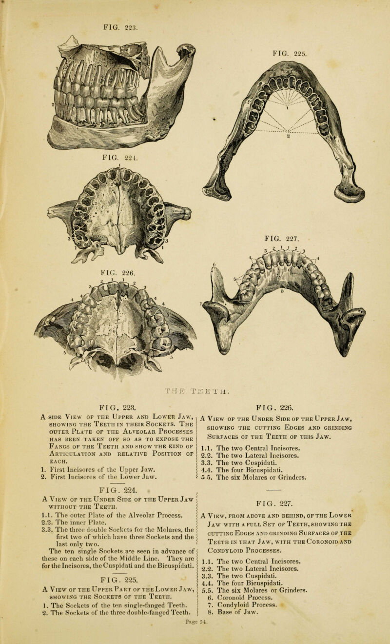 FIG. 225. THE T E E T ti FIG. 223. A side View of the Upper and Lower Jaw, SHOWING THE TEETH IN THEIR SOCKETS. The outer Plate of the Alveolar Processes has been taken off so as to expose the Fangs of the Teeth and show the kind of Articulation and relative Position of EACH. 1. First Incisores of the Upper Jaw. 2. First Incisores of the Lower Jaw. FIG. 226. | A View of the Under Side of the Upper Jaw, showing the cutting edges and grinding Surfaces of the Teeth of this Jaw. 1.1. The two Central Incisores. 2.2. The two Lateral Incisores. 3.3. The two Cuspidati. i 4.4. The four Bicuspidati. < 5 5. The six Molares or Grinders. FIG. 224. A View of the Under Side of the Upper Jaw without the Teeth. 1.1. The outer Plate of the Alveolar Process. The inner Plate. The three double Sockets for the Molares, the first two of which have three Sockets and the last only two. The ten single Sockets are seen in advance of these on each side of the Middle Line. They are for the Incisores, the Cuspidati and the Bicuspidati. 2.2 3.3 FIG. 225. A View of the Upper Part of the Lower Jaw, showing the Sockets of the Teeth. 1. The Sockets of the ten single-fanged Teeth. 2. The Sockets of the three double-fanged Teeth. Fas> FIG. 227. A View, from above and behind, of the Lower Jaw with a full Set of Teeth, showing the cutting Edges and grinding Surfaces of the Teeth in that Jaw, with the Coronoid and Condyloid Processes. 1.1. The two Central Incisores. 2.2. The two Lateral Incisores. 3.3. The two Cuspidati. 4.4. The four Bicuspidati. \ 5.5. The six Molares or Grinders. I 6. Coronoid Process. 7. Condyloid Process. \ 8. Base of Jaw. 3 94.