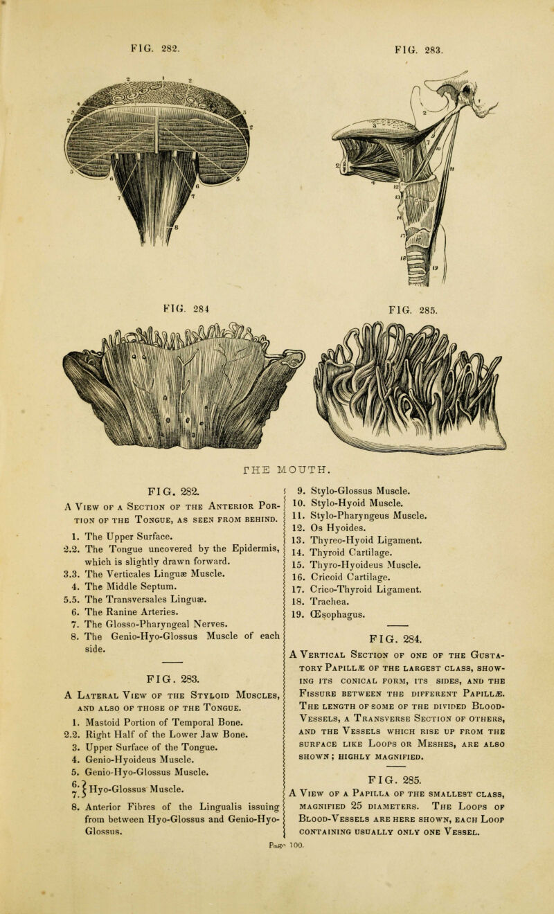 FIG. 284 FIG. 285. THE MOUTH, FIG. 282. i A View of a Section of the Anterior Por- { tion of the Tongue, as seen from behind. 1. The Upper Surface. 2.2. The Tongue uncovered by the Epidermis, which is slightly drawn forward. 3.3. The Verticales Linguae Muscle. 4. The Middle Septum. 5.5. The Transversales Linguae. 6. The Ranine Arteries. 7. The Glosso-Pharyngeal Nerves. 8. The Genio-Hyo-Glossus Muscle of each side. 9. Stylo-Glossus Muscle. 10. Stylo-Hyoid Muscle. 11. Stylo-Pharyngeus Muscle. 12. Os Hyoides. 13. Thyreo-Hyoid Ligament. 14. Thyroid Cartilage. 15. Thyro-Hyoideus Muscle. 16. Cricoid Cartilage. 17. Crico-Thyroid Ligament. 18. Trachea. 19. Oesophagus. FIG. 283. A Lateral View of the Styloid Muscles, AND ALSO OF THOSE OF THE TONGUE. 1. Mastoid Portion of Temporal Bone. 2.2. Right Half of the Lower Jaw Bone. 3. Upper Surface of the Tongue. 4. Genio-Hyoideus Muscle. 5. Genio-Hyo-Glossus Muscle. ' £ Hyo-Glossus Muscle. 8. Anterior Fibres of the Lingualis issuing from between Hyo-Glossus and Genio-Hyo- Glossus. FIG. 284. A Vertical Section of one of the Gusta- tory Papillae of the largest class, show- ing its conical form, its sides, and the Fissure between the different Papillje. The length of some of the divided Blood- vessels, a Transverse Section of others, and the Vessels which rise up from the surface like Loops or Meshes, are also shown; highly magnified. FIG. 285. A View of a Papilla of the smallest class, magnified 25 diameters. the loops of Blood-Vessels are here shown, each Loop containing usually only one vessel. 100.