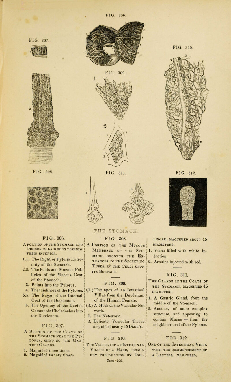 K1G. 3Uti. FIG. 307. FIG. 308. FIG. 309. FIG. 311. FIG. 312. 'vj^i -3 FIG. 306. a portion op the stomach and Duodenum laid open to show their interior. 1.1. The Right or Pyloiic Extre- mity of the Stomach. 2.2. The Folds and Mucous Fol- licles of the Mucous Coat of the Stomach. 3. Points into the Pylorus. 4. The thickness of the Pylorus. 5.5. The Rugae of the Internal Coat of the Duodenum. 6. The Opening of the Ductus Communis Choledochus into the Duodenum. THE STOMACH. FIG. 308. A Portion of the Mucous Membuane of the Sto- mach, showing the En- trances to the Secreting Tubes, in the Cells upon its Surface. LINGER, MAGNIFIED ABOUT 45 < DIAMETERS. 1. Veins filled with white in- jection. ; 2. Arteries injected with red. FIG. 307. A Section of the Coats of the Stomach near the Py- \ LORUS, SHOWING THE GaS- tric Glands. 1. Magnified three times. 2. Magnified twenty times. \ FIG. 309. (l.)The apex of an Intestinal Villus from the Duodenum of the Human Female. (2.) A Mesh of the Vascular Net work. 1. The Net-work. 2. Delicate Vesicular Tissue magnified nearly 45 Diam's. FIG. 311. I The Glands in the Coats of the Stomach, magnified 45 ; diameters. ! 1. A Gastric Gland, from the j middle of the Stomach. [ 2. Another, of more complex J structure, and appearing to contain Mucus — from the neighbourhood of the Pylorus. FIG. 310. FIG. 312. The Vessels of an Intestinal j One of the Intestinal Villi, Villus of a Hare, from a with the commencement of dry preparation by dol- , a lacteal. magnified.