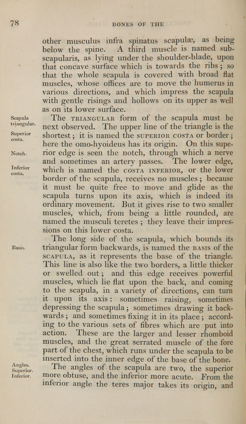 costa other musculus infra spinatus scapulas, as being below the spine. A third muscle is named sub- scapularis, as lying under the shoulder-blade, upon that concave surface which is towards the ribs ; so that the whole scapula is covered with broad flat muscles, whose offices are to move the humerus in various directions, and which impress the scapula with gentle risings and hollows on its upper as well as on its lower surface. Scapula The triangular form of the scapula must be tnanguiar. next 0bserveci. ^iie Upper iine 0f the triangle is the Superior shortest; it is named the superior cost a or border : cost il. ' here the omo*hyoideus has its origin. On this supe- Notch. rior edge is seen the notch, through which a nerve and sometimes an artery passes. The lower edge, Ir5for which is named the costa inferior, or the lower border of the scapula, receives no muscles; because it must be quite free to move and glide as the scapula turns upon its axis, which is indeed its ordinary movement. But it gives rise to two smaller muscles, which, from being a little rounded, are named the musculi teretes ; they leave their impres- sions on this lower costa. The long side of the scapula, which bounds its Basis. triangular form backwards, is named the basis of the scapula, as it represents the base of the triangle. This line is also like the two borders, a little thicker or swelled out; and this edge receives powerful muscles, which lie flat upon the back, and coming to the scapula, in a variety of directions, can turn it upon its axis: sometimes raising, sometimes depressing the scapula; sometimes drawing it back- wards ; and sometimes fixing it in its place; accord- ing to the various sets of fibres which are put into action. These are the larger and lesser rhomboid muscles, and the great serrated muscle of the fore part of the chest, which runs under the scapula to be inserted into the inner edge of the base of the bone, sup™ The angles of the scapula are two, the superior inferior. more obtuse, and the inferior more acute. From the inferior angle the teres major takes its origin, and