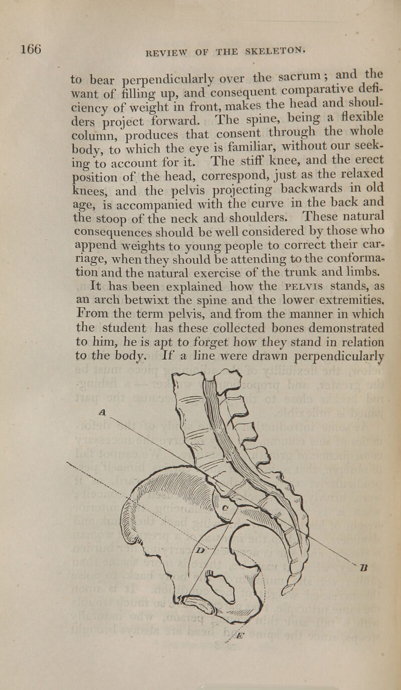 to bear perpendicularly over the sacrum; and the want of rilling up, and consequent comparative defi- ciency of weight in front, makes the head and shoul- ders project forward. The spine, being a flexible column, produces that consent through the whole body, to which the eye is familiar, without our seek- ing to account for it. The stiff knee, and the erect position of the head, correspond, just as the relaxed knees, and the pelvis projecting backwards in old age, is accompanied with the curve in the back and the stoop of the neck and shoulders. These natural consequences should be well considered by those who append weights to young people to correct their car- riage, when they should be attending to the conforma- tion and the natural exercise of the trunk and limbs. It has been explained how the pelvis stands, as an arch betwixt the spine and the lower extremities, From the term pelvis, and from the manner in which the student has these collected bones demonstrated to him, he is apt to forget how they stand in relation to the body. If a line were drawn perpendicularly