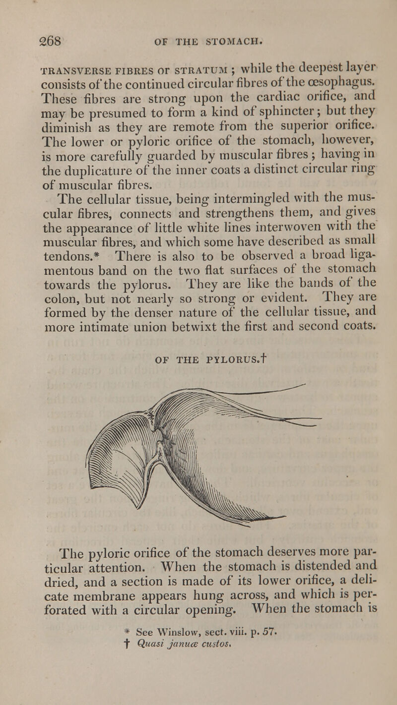 transverse fibres or stratum ; while the deepest layer consists of the continued circular fibres of the oesophagus. These fibres are strong upon the cardiac orifice, and may be presumed to form a kind of sphincter; but they diminish as they are remote from the superior orifice. The lower or pyloric orifice of the stomach, however, is more carefully guarded by muscular fibres ; having in the duplicative of the inner coats a distinct circular ring of muscular fibres. The cellular tissue, being intermingled with the mus- cular fibres, connects and strengthens them, and gives the appearance of little white lines interwoven with the muscular fibres, and which some have described as small tendons.* There is also to be observed a broad liga- mentous band on the two flat surfaces of the stomach towards the pylorus. They are like the bands of the colon, but not nearly so strong or evident. They are formed by the denser nature of the cellular tissue, and more intimate union betwixt the first and second coats. OF THE PYLORUS.t The pyloric orifice of the stomach deserves more par- ticular attention. When the stomach is distended and dried, and a section is made of its lower orifice, a deli- cate membrane appears hung across, and which is per- forated with a circular opening. When the stomach is * See Winslow, sect. viii. p. 57. f Quasi januce custos.