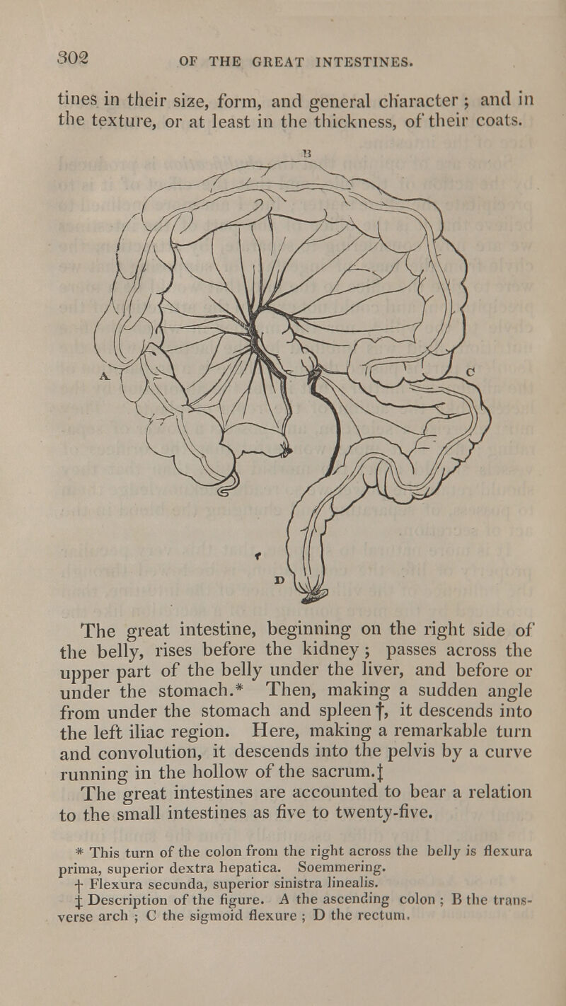 tines in their size, form, and general character ; and in the texture, or at least in the thickness, of their coats. The great intestine, beginning on the right side of the belly, rises before the kidney; passes across the upper part of the belly under the liver, and before or under the stomach.* Then, making a sudden angle from under the stomach and spleen f, it descends into the left iliac region. Here, making a remarkable turn and convolution, it descends into the pelvis by a curve running in the hollow of the sacrum.J The great intestines are accounted to bear a relation to the small intestines as five to twenty-five. * This turn of the colon from the right across the belly is flexura prima, superior dextra hepatica. Soemmering, f Flexura secunda, superior sinistra linealis. J Description of the figure. A the ascending colon ; B the trans- verse arch ; C the sigmoid flexure ; D the rectum.