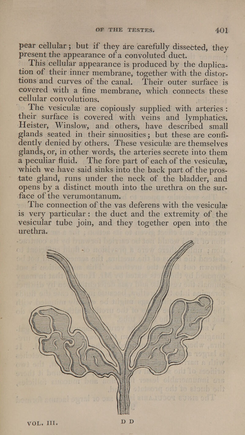 pear cellular; but if they are carefully dissected, they present the appearance of a convoluted duct. This cellular appearance is produced by the duplica- tion of their inner membrane, together with the distor- tions and curves of the canal. Their outer surface is covered with a fine membrane, which connects these cellular convolutions. The vesiculae are copiously supplied with arteries : their surface is covered with veins and lymphatics. Heister, Winslow, and others, have described small glands seated in their sinuosities; but these are confi- dently denied by others. These vesiculae are themselves glands, or, in other words, the arteries secrete into them a peculiar fluid. The fore part of each of the vesiculae, which we have said sinks into the back part of the pros- tate gland, runs under the neck of the bladder, and opens by a distinct mouth into the urethra on the sur- face of the verumontanum. The connection of the vas deferens with the vesiculae is very particular: the duct and the extremity of the vesicular tube join, and they together open into the urethra. vol.in.