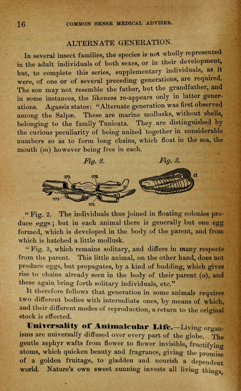 ALTERNATE GENERATION. In several insect families, the species is not wholly represented in the adult individuals of both sexes, or in their development, but, to complete this series, supplementary individuals, as it were, of one or of several preceding generations, are required. The son may not resemble the father, but the grandfather, and in some instances, the likeness re-appears only in latter gener- ations. Agassiz states: Alternate generation was first observed among the Salpse. These are marine mollusks, without shells, belonging to the family Tunicata. They are distinguished by the curious peculiarity of being united together in considerable numbers so as to form long chains, which float in the sea, the mouth (m) however being free in each. Fig. 2. Fig. 3. m m ■ufl?i!E8^B^^Bft-ot fSSfflfy. Fig. 2. The individuals thus joined in floating colonies pro- duce eggs ; but in each animal there is generally but one egg formed, which is developed in the body of the parent, and from which is hatched a little mollusk.  Fig. 3, which remains solitary, and differs in many respects from the parent. This little animal, on the other hand, does not produce eggs, but propagates, by a kind of budding, which gives rise to chains already seen in the body of their parent (a), and these again bring forth solitary individuals, etc. It therefore follows that generation in some animals requires two different bodies with intermdiate ones, by means of which, and their different modes of reproduction, a return to the original stock is effected. Universality of A nimalcular L,ife.—Living organ- isms are universally diffused over every part of the globe. The gentle zephyr wafts from flower to flower invisible, fructifying atoms, which quicken beauty and fragrance, giving the promise of a golden fruitage, to gladden and nourish a dependent world. Nature's own sweet cunning invests all living things