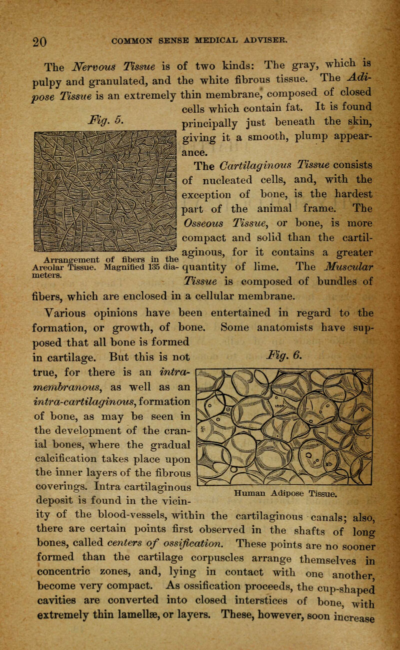 The Nervous Tissue is of two kinds: The gray, which is pulpy and granulated, and the white fibrous tissue. The Adi- pose Tissue is an extremely thin membrane; composed of closed cells which contain fat. It is found principally just beneath the skin, giving it a smooth, plump appear- ance. The Cartilaginous Tissue consists of nucleated cells, and, with the exception of bone, is the hardest part of the animal frame. The Osseous Tissue, or bone, is more compact and solid than the cartil- aginous, for it contains a greater Arrangement of fibers in the *? '° Areolar Tissue. Magnified 135 dia- quantity 01 lime. lhe Muscular Tissue is composed of bundles of fibers, which are enclosed in a cellular membrane. Various opinions have been entertained in regard to the formation, or growth, of bone. Some anatomists have sup- posed that all bone is formed in cartilage. But this is not Fiff* 6- true, for there is an intra- membranous, as well as an intra-cartilaginous, formation of bone, as may be seen in the development of the cran- ial bones, where the gradual calcification takes place upon the inner layers of the fibrous coverings. Intra cartilaginous deposit is found in the vicin- ity of the blood-vessels, within the cartilaginous canals; also, there are certain points first observed in the shafts of long bones, called centers of ossification. These points are no sooner formed than the cartilage corpuscles arrange themselves in concentric zones, and, lying in contact with one another become very compact. As ossification proceeds, the cup-shaped cavities are converted into closed interstices of bone with extremely thin lamellae, or layers. These, however, soon increase Human Adipose Tissue.