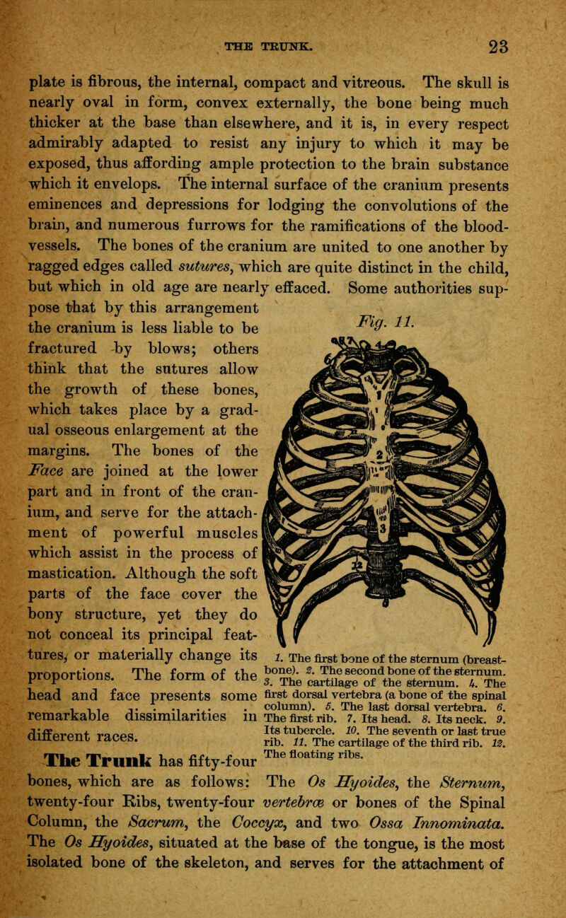 plate is fibrous, the internal, compact and vitreous. The skull is nearly oval in form, convex externally, the bone being much thicker at the base than elsewhere, and it is, in every respect admirably adapted to resist any injury to which it may be exposed, thus affording ample protection to the brain substance which it envelops. The internal surface of the cranium presents eminences and depressions for lodging the convolutions of the brain, and numerous furrows for the ramifications of the blood- vessels. The bones of the cranium are united to one another by ragged edges called sutures, which are quite distinct in the child, but which in old age are nearly effaced. Some authorities sup- pose that by this arrangement the cranium is less liable to be fractured by blows; others think that the sutures allow the growth of these bones, which takes place by a grad- ual osseous enlargement at the margins. The bones of the Face are joined at the lower part and in front of the cran- ium, and serve for the attach- ment of powerful muscles which assist in the process of mastication. Although the soft parts of the face cover the bony structure, yet they do not conceal its principal feat- tures, or materially change its proportions, head and Fig. 11. The first bone of the sternum (breast- Tho fnrm nf +V10 bone). #• The second bone of the sternum, j. ne lorm 01 me 3 The cartilage of the sternum. U. The face presents some flrst dorsal vertebra (a bone of the spinal ,. . ., .,. . column). 5. The last dorsal vertebra. 6. remarkable dissimilarities in The first rib. 7. its head. a. its neck. 9. rliffavont vanaa Its tubercle. 10. The seventh or last true uiuereni races. rib n The cartilage of the third rib# Ut The Trunk has fifty-four Thefloati^^s. bones, which are as follows: The Os Hyoides, the Sternum, twenty-four Ribs, twenty-four vertebrae or bones of the Spinal Column, the Sacrum, the Coccyx, and two Ossa Innominata. The Os Hyoides, situated at the base of the tongue, is the most isolated bone of the skeleton, and serves for the attachment of