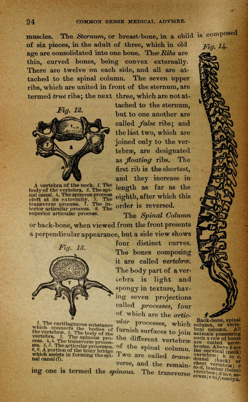 muscles. The Sternum, or breast-bone, in a child is comp Fig. U- of six pieces, in the adult of three, which in old age are consolidated into one bone. The* Hibs are thin, curved bones, being convex externally. There are twelve on each side, and all are at- tached to the spinal column. The seven upper ribs, which are united in front of the sternum, are termed true ribs; the next three, which are not at- tached to the sternum, but to one another are called false ribs; and the last two, which are joined only to the ver- tebrae, are designated as floating ribs. The first rib is the shortest, and they increase in A vertebra of the neck. 1. The !„„„+>, „fl fr,r oS thp body of the vertebra. f.Thespi- iengtn as iar as xne nal canal. 4. The spinous process ^io-h-th nffpr whioh this cleft at its extremity. 5. The eigntn, aiier wmcn mis transverse process. 7. The in- ^Jo- ;« rpvprsprl terior articular process. 8. The omer 1S reverseu. superior articular process. The Spinal Column or back-bone, when viewed from the front presents a perpendicular appearance, but a side view shows four distinct curves. The bones composing it are called vertebrce. The body part of a ver- tebra is light and spongy in texture, hav- ing seven projections called processes, four of which are the artic- '••Pe cartilaginous substance UlaV Pr°cesses, which cSumn,°m-' verte- Jv.-^Sk11116^^6 bodies of furnish surface +~ • • bral column. All vertebS T *Zh!$2*X~ot-th6 *. U^SUrtaces to join animals possessing cess. L, l ses. 5,5. The articular processes, of the Spinal oolnm™ ^■ates.^A.hoveT&Ye •rtion of the bony bridge m ^ column, the cervical (neck) forming thespi- 1 wo are called trans- d^^iA to c, vertebra. 8 The spinouspro- the different VPrt0L^ BuohTrowoTbonel SVmThe!£an8ver8ePr°ces- . , lueren^ Vertebrae are called verte- *&!i£5!83Sg&Si& ?f the ^al column. %?££&*>$ n21SaS8(?)teinf°rmingthe8pi- TW° ^ °alled *™*- SSJ?^^'' verse, and the remain- £%\. ^rtebrie; °c mg one is termed the spinous. The transverse ™r^% to1??!! emm; e to/, coccyx.