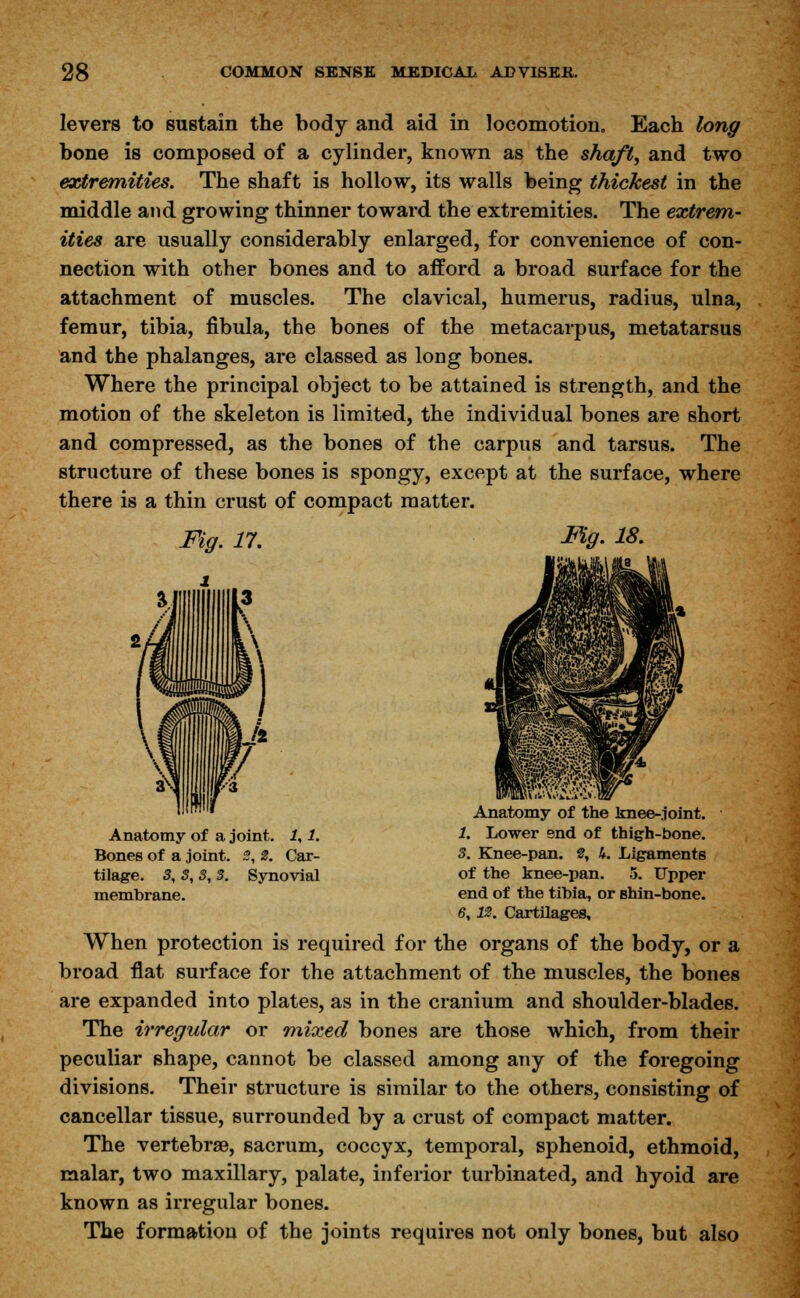 levers to sustain the body and aid in locomotion. Each long bone is composed of a cylinder, known as the shaft, and two extremities. The shaft is hollow, its walls being thickest in the middle and growing thinner toward the extremities. The extrem- ities are usually considerably enlarged, for convenience of con- nection with other bones and to afford a broad surface for the attachment of muscles. The clavical, humerus, radius, ulna, femur, tibia, fibula, the bones of the metacarpus, metatarsus and the phalanges, are classed as long bones. Where the principal object to be attained is strength, and the motion of the skeleton is limited, the individual bones are short and compressed, as the bones of the carpus and tarsus. The structure of these bones is spongy, except at the surface, where there is a thin crust of compact matter. Fig. 17. Fig- IS. Anatomy of a joint. 1,1. Bones of a joint. 2, 2. Car- tilage. 3, 3, 3, 3. Synovial membrane. Anatomy of the knee-joint. 1. Lower end of thigh-bone. 3. Knee-pan. 2, A. Ligaments of the knee-pan. 5. Upper end of the tibia, or shin-bone. 6, 12. Cartilages, When protection is required for the organs of the body, or a broad flat surface for the attachment of the muscles, the bones are expanded into plates, as in the cranium and shoulder-blades. The irregular or mixed bones are those which, from their peculiar shape, cannot be classed among any of the foregoing divisions. Their structure is similar to the others, consisting of cancellar tissue, surrounded by a crust of compact matter. The vertebra?, sacrum, coccyx, temporal, sphenoid, ethmoid, malar, two maxillary, palate, inferior turbinated, and hyoid are known as irregular bones. The formation of the joints requires not only bones, but also