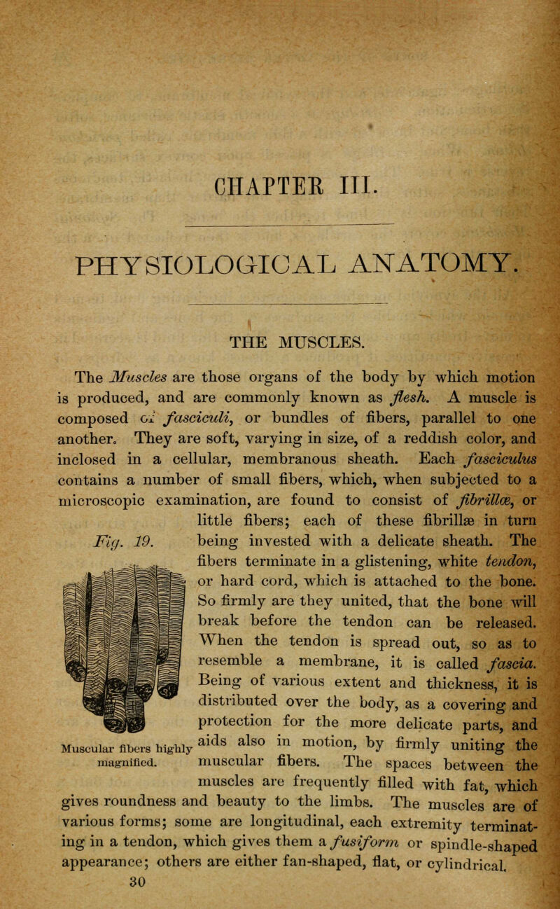 CHAPTER III. PHYSIOLOGICAL ANATOMY. THE MUSCLES. Fig. 19. The Muscles are those organs of the body by which motion is produced, and are commonly known as flesh. A muscle is composed ol fasciculi, or bundles of fibers, parallel to one another., They are soft, varying in size, of a reddish color, and inclosed in a cellular, membranous sheath. Each fasciculus contains a number of small fibers, which, when subjected to a microscopic examination, are found to consist of fibrillce, or little fibers; each of these fibrillee in turn being invested with a delicate sheath. The fibers terminate in a glistening, white tendon, or hard cord, which is attached to the bone. So firmly are they united, that the bone will break before the tendon can be released. When the tendon is spread out, so as to resemble a membrane, it is called fascia. Being of various extent and thickness, it is distributed over the body, as a covering and protection for the more delicate parts, and Muscular fibers highlyaids also in m°tion, by firmly uniting the magnified. muscular fibers. The spaces between the muscles are frequently filled with fat, which gives roundness and beauty to the limbs. The muscles are of various forms; some are longitudinal, each extremity terminat- ing in a tendon, which gives them & fusiform or spindle-shaped appearance; others are either fan-shaped, flat, or cylindrical.