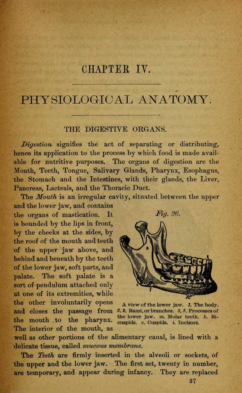 CHAPTER IV. PHYSIOLOGICAL ANATOMY THE DIGESTIVE ORGANS. Digestion signifies the act of separating or distributing, hence its application to the process by which food is made avail- able for nutritive purposes. The organs of digestion are the Mouth, Teeth, Tongue, Salivary Glands, Pharynx, Esophagus, the Stomach and the Intestines, with their glands, the Liver, Pancreas, Lacteals, and the Thoracic Duct. The Mouth is an irregular cavity, situated between the upper and the lower jaw, and contains the organs of mastication. It Fig. 36. is bounded by the lips in front, by the cheeks at the sides, by the roof of the mouth and teeth of the upper jaw above, and behind and beneath by the teeth of the lower jaw, soft parts, and palate. The soft palate is a sort o£ pendulum attached only at one of its extremities, while the other involuntarily opens and closes the passage from the mouth to the pharynx. The interior of the mouth, as well as other portions of the alimentary canal, is lined with a delicate tissue, called mucous membrane. The Teeth are firmly inserted in the alveoli or sockets, of the upper and the lower jaw. The first set, twenty in number, are temporary, and appear during infancy. They are replaced 37 A view of the lower jaw. 1. The body. 2. 2. Rami, or branches. 3, 3. Processes of the lower jaw. m. Molar teeth, b. Bi- cuspids, c. Cuspids, i. Incisors.