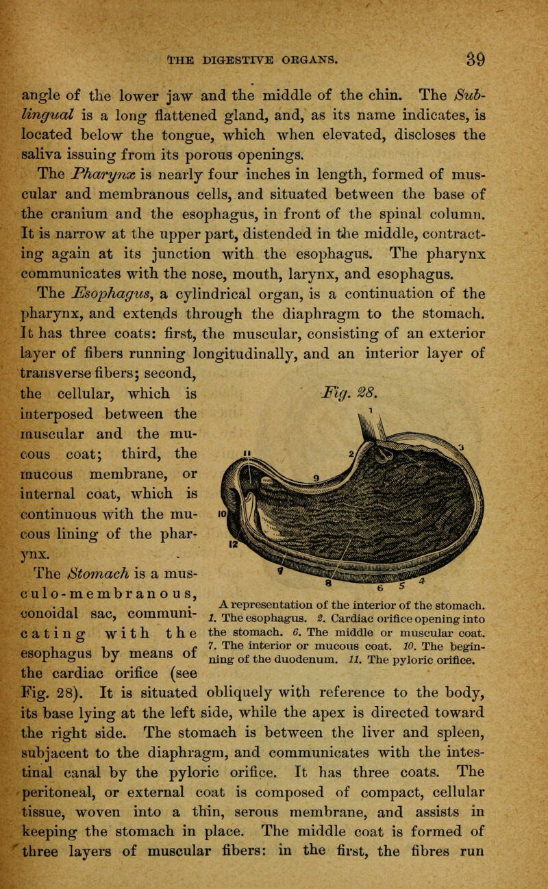 angle of the lower jaw and the middle of the chin. The Sub- lingual is a long flattened gland, and, as its name indicates, is located below the tongue, which when elevated, discloses the saliva issuing from its porous openings. The Pharynx is nearly four inches in length, formed of mus- cular and membranous cells, and situated between the base of the cranium and the esophagus, in front of the spinal column. It is narrow at the upper part, distended in the middle, contract- ing again at its junction with the esophagus. The pharynx communicates with the nose, mouth, larynx, and esophagus. The Esophagus, a cylindrical organ, is a continuation of the pharynx, and extends through the diaphragm to the stomach. It has three coats: first, the muscular, consisting of an exterior layer of fibers running longitudinally, and an interior layer of transverse fibers; second, the cellular, which is Fig. 28. interposed between the muscular and the mu- cous coat; third, the mucous membrane, or internal coat, which is continuous with the mu- cous lining of the phar- ynx. The Stomach is a mus- culo-membranous, conoidal sac, communi- cating with esophagus by means of the cardiac orifice (see Fig. 28). It is situated obliquely with reference to the body, its base lying at the left side, while the apex is directed toward the right side. The stomach is between the liver and spleen, subjacent to the diaphragm, and communicates with the intes- tinal canal by the pyloric orifice. It has three coats. The peritoneal, or external coat is composed of compact, cellular tissue, woven into a thin, serous membrane, and assists in keeping the stomach in place. The middle coat is formed of three layers of muscular fibers: in the first, the fibres run A representation of the interior of the stomach. 1. The esophagus. 2. Cardiac orifice opening- into the the stomach. 6. The middle or muscular coat. 7. The interior or mucous coat. 10. The begin- ning- of the duodenum. 11. The pyloric orifice.