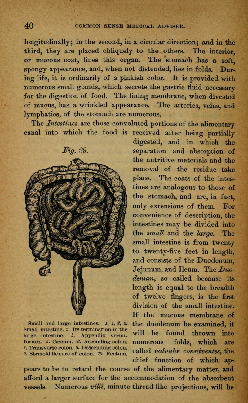 longitudinally; in the second, in a circular direction; and in the third, they are placed obliquely to the others. The interior, or mucous coat, lines this organ. The stomach has a soft, spongy appearance, and, when not distended, lies in folds. Dur- ing life, it is ordinarily of a pinkish color. It is provided with numerous small glands, which secrete the gastric fluid necessary for the digestion of food. The lining membrane, when divested of mucus, has a wrinkled appearance. The arteries, veins, and lymphatics, of the stomach are numerous. The Intestines are those convoluted portions of the alimentary canal into which the food is received after being partially digested, and in which the Fig. 29. separation and absorption of the nutritive materials and the removal of the residue take place. The coats of the intes- tines are analogous to those of the stomach, and are, in fact, only extensions of them. For convenience of description, the intestines may be divided into the small and the large. The small intestine is from twenty to twenty-five feet in length, and consists of the Duodenum, Jejunum, and Ileum. The Duo- denum, so called because its length is equal to the breadth of twelve fingers, is the first division of the small intestine. If the mucous membrane of the duodenum be examined, it will be found thrown into numerous folds, which are called valvulos conniventes, the chief function of which ap- pears to be to retard the course of the alimentary matter, and afford a larger surface for the accommodation of the absorbent vessels. Numerous villi, minute thread-like projections, will be Small and large intestines. 1, 1, 2, %. Small intestine. 3. Its termination in the large intestine, k. Appendix vermi- formis. 5. Caecum. 6. Ascending colon. 7. Transverse colon. 8. Descending colon. 9. Sigmoid flexure of colon. 10. Rectum.