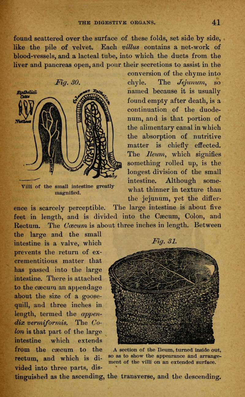 Villi of the small intestine greatly- magnified. found scattered over the surface of these folds, set side by side, like the pile of velvet. Each villus contains a net-work of blood-vessels, and a lacteal tube, into which the ducts from the liver and pancreas open, and pour their secretions to assist in the conversion of the chyme into chyle. The Jejunum, so named because it is usually found empty after death, is a continuation of the duode- num, and is that portion of the alimentary canal in which the absorption of nutritive matter is chiefly effected. The Ileum, which signifies something rolled up, is the longest division of the small intestine. Although some- what thinner in texture than the jejunum, yet the differ- ence is scarcely perceptible. The large intestine is about five feet in length, and is divided into the Caecum, Colon, and Rectum. The Ccecum is about three inches in length. Between the large and the small intestine is a valve, which prevents the return of ex- crementitious matter that has passed into the large intestine. There is attached to the caecum an appendage about the size of a goose- quill, and three inches in length, termed the appen- dix vermiformis. The Co- lon is that part of the large intestine which extends from the caecum to the rectum, and which is di- vided into three parts, dis- tinguished as the ascending, the transverse, and the descending. Fig. 31. A section of the Ileum, turned inside out, so as to show the appearance and arrange- ment of the villi on an extended surface.