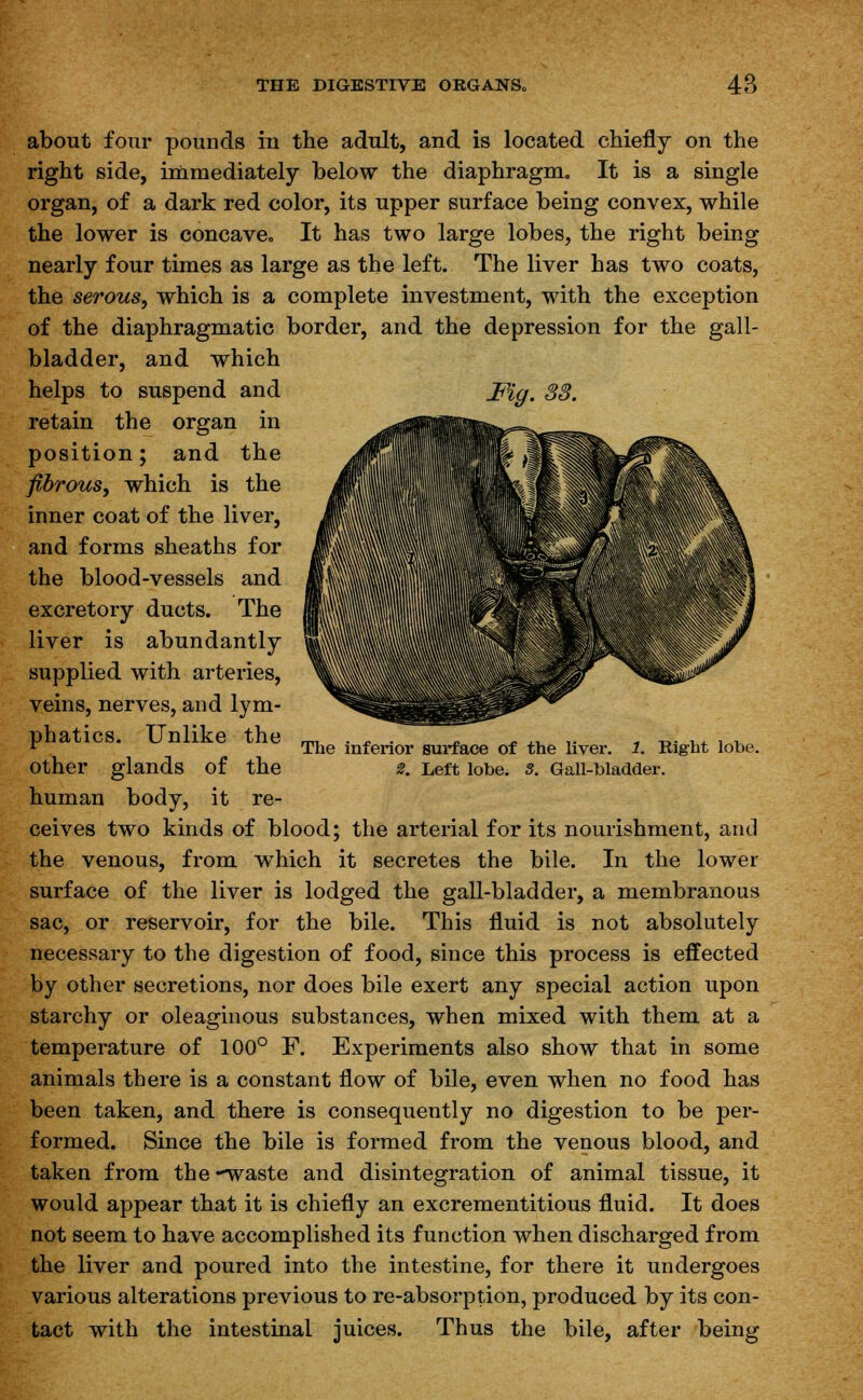 about four pounds in the adult, and is located chiefly on the right side, immediately below the diaphragm. It is a single organ, of a dark red color, its upper surface being convex, while the lower is concave. It has two large lobes, the right being nearly four times as large as the left. The liver has two coats, the serous, which is a complete investment, with the exception of the diaphragmatic border, and the depression for the gall- bladder, and which helps to suspend and retain the organ in position; and the fibrous, which is the inner coat of the liver, and forms sheaths for the blood-vessels and excretory ducts. The liver is abundantly supplied with arteries, veins, nerves, and lym- phatics. Unlike the other glands of the human body, it re- ceives two kinds of blood the venous, from which The inferior surface of the liver. 1. Right lobe. 2. Left lobe. 3. Gall-bladder. i the arterial for its nourishment, and it secretes the bile. In the lower surface of the liver is lodged the gall-bladder, a membranous sac, or reservoir, for the bile. This fluid is not absolutely necessary to the digestion of food, since this process is effected by other secretions, nor does bile exert any special action upon starchy or oleaginous substances, when mixed with them at a temperature of 100° F. Experiments also show that in some animals there is a constant flow of bile, even when no food has been taken, and there is consequently no digestion to be per- formed. Since the bile is formed from the venous blood, and taken from the -waste and disintegration of animal tissue, it would appear that it is chiefly an excrementitious fluid. It does not seem to have accomplished its function when discharged from the liver and poured into the intestine, for there it undergoes various alterations previous to re-absorption, produced by its con- tact with the intestinal juices. Thus the bile, after being